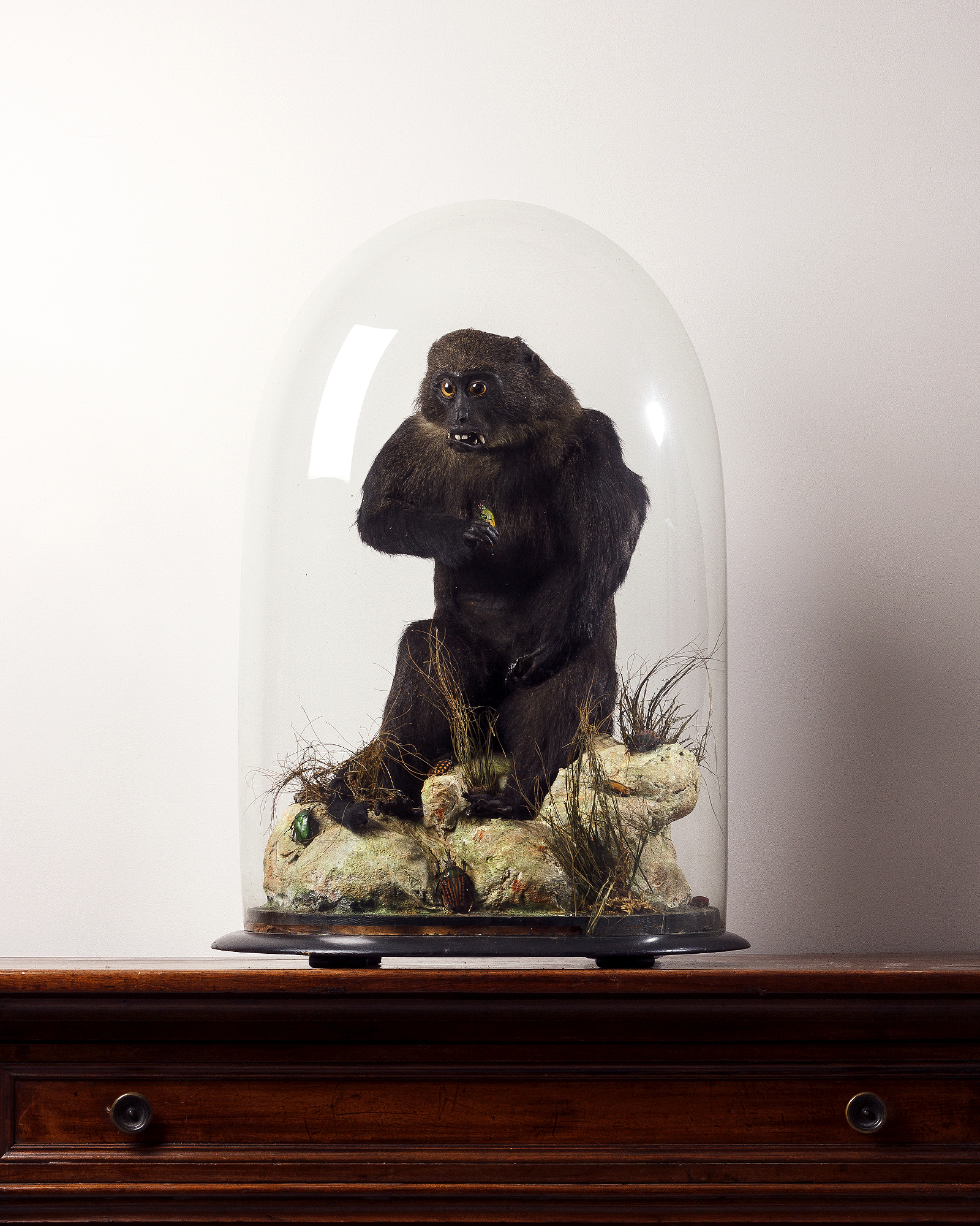 Taxidermy Humboldt's woolly monkey, Lagothrix lagothricha, England, Circa. 1890