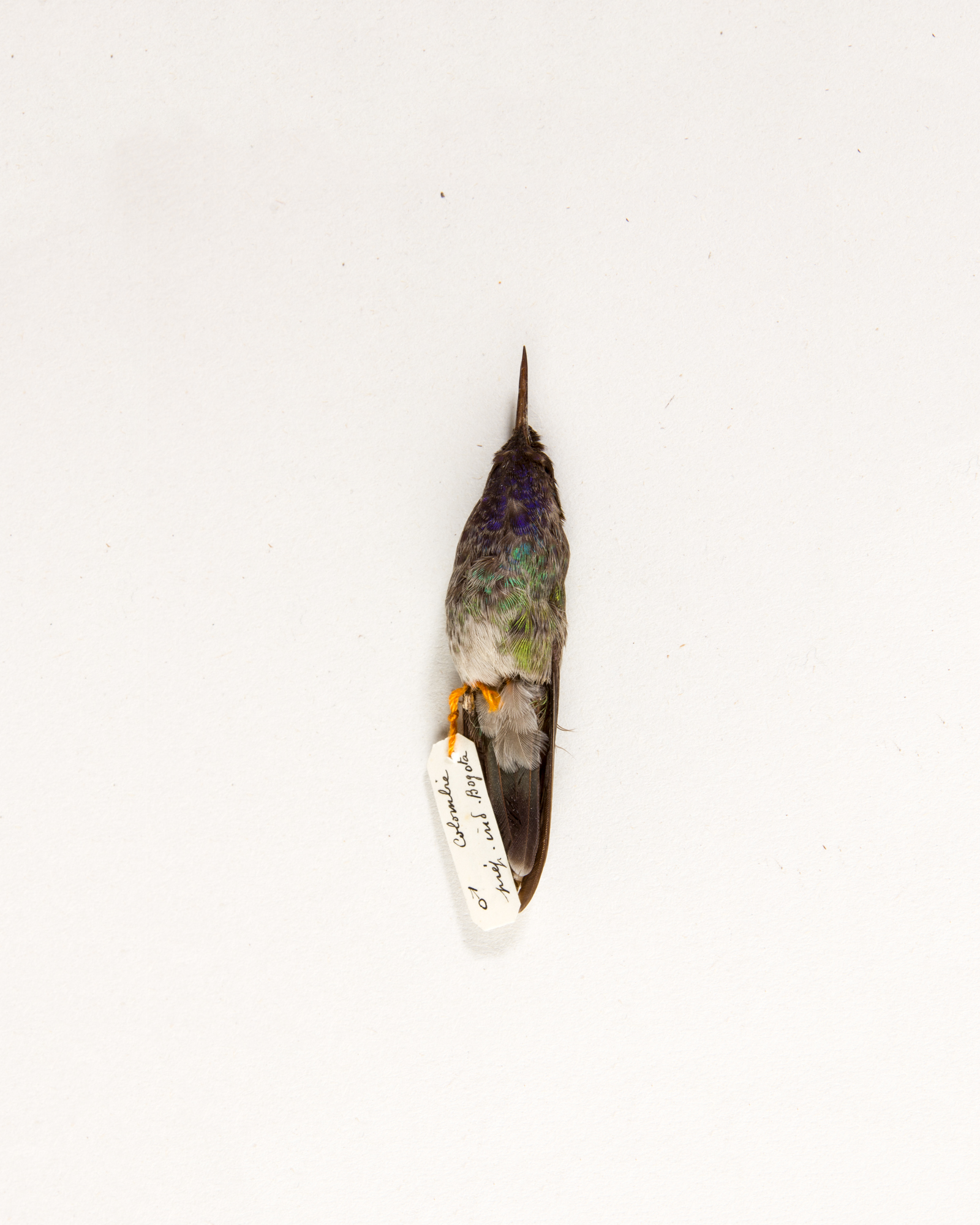 Taxidermy Violet-headed hummingbird