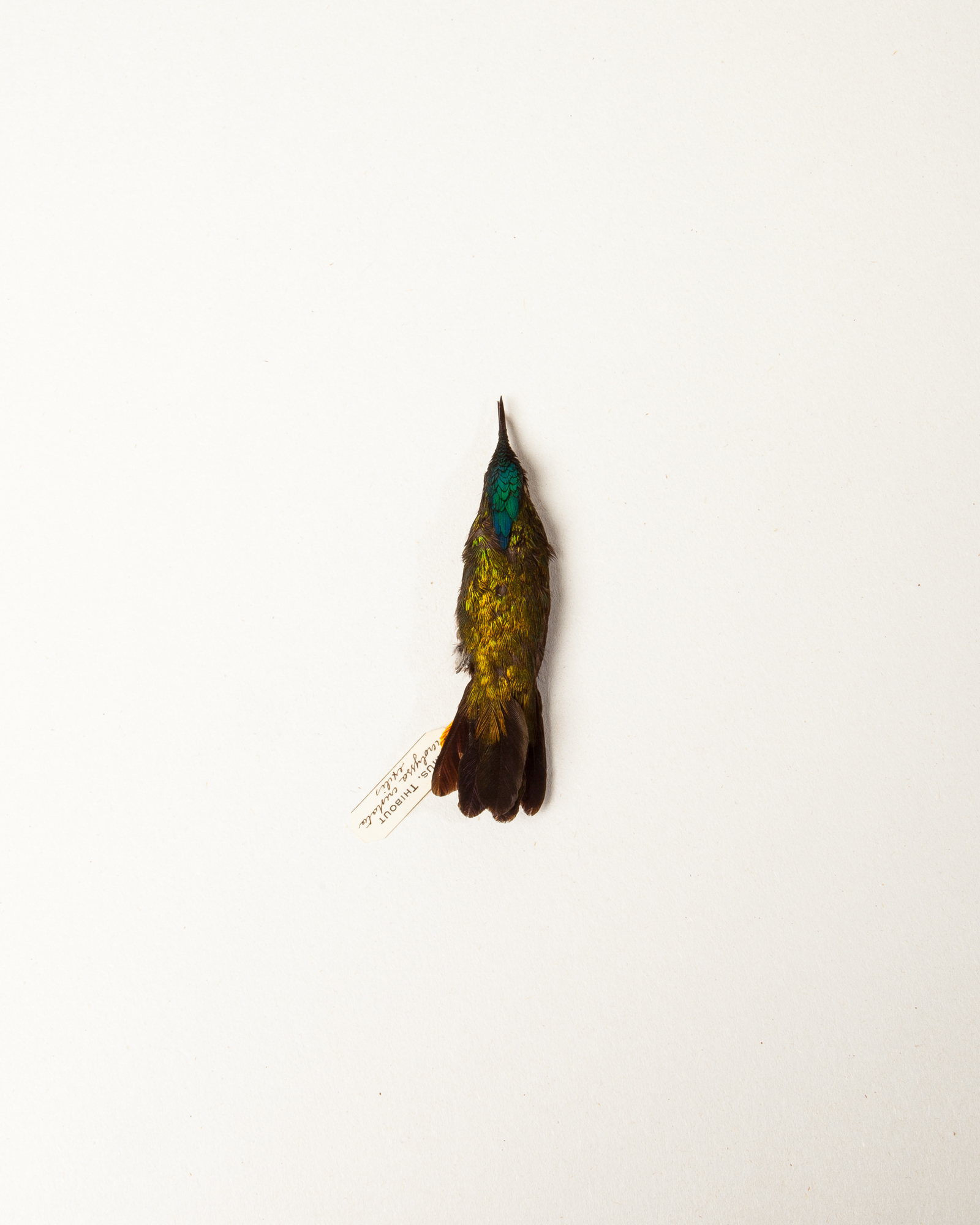 Taxidermy Antillean crested hummingbird