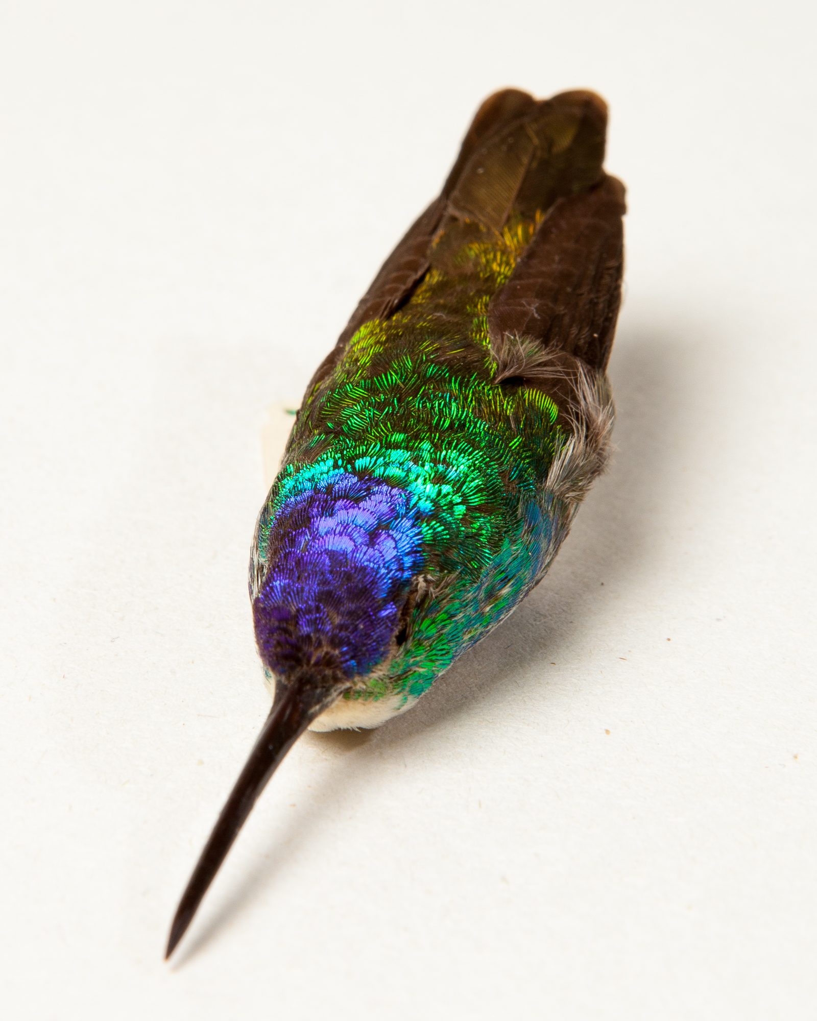 Taxidermy Andean emerald