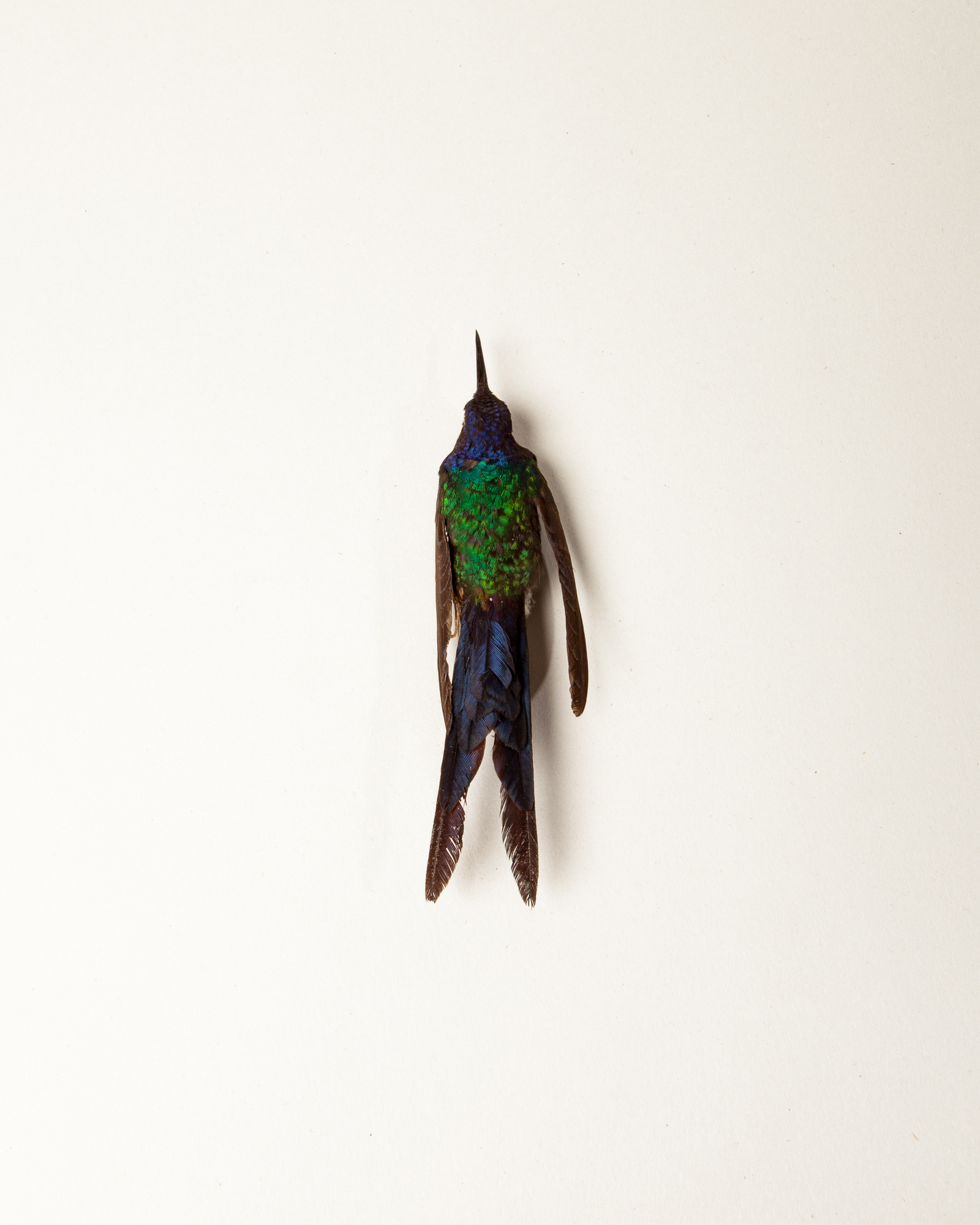 Taxidermy Swallow-tailed hummingbird