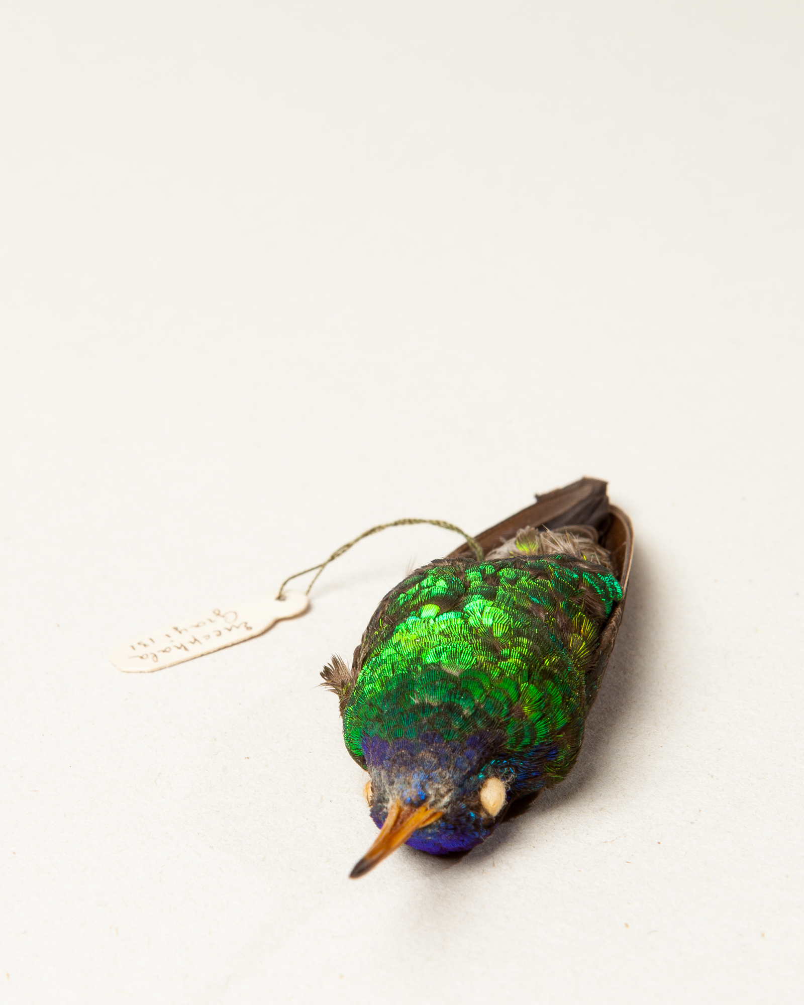 A-E Taxidermy : Ayre & Co.