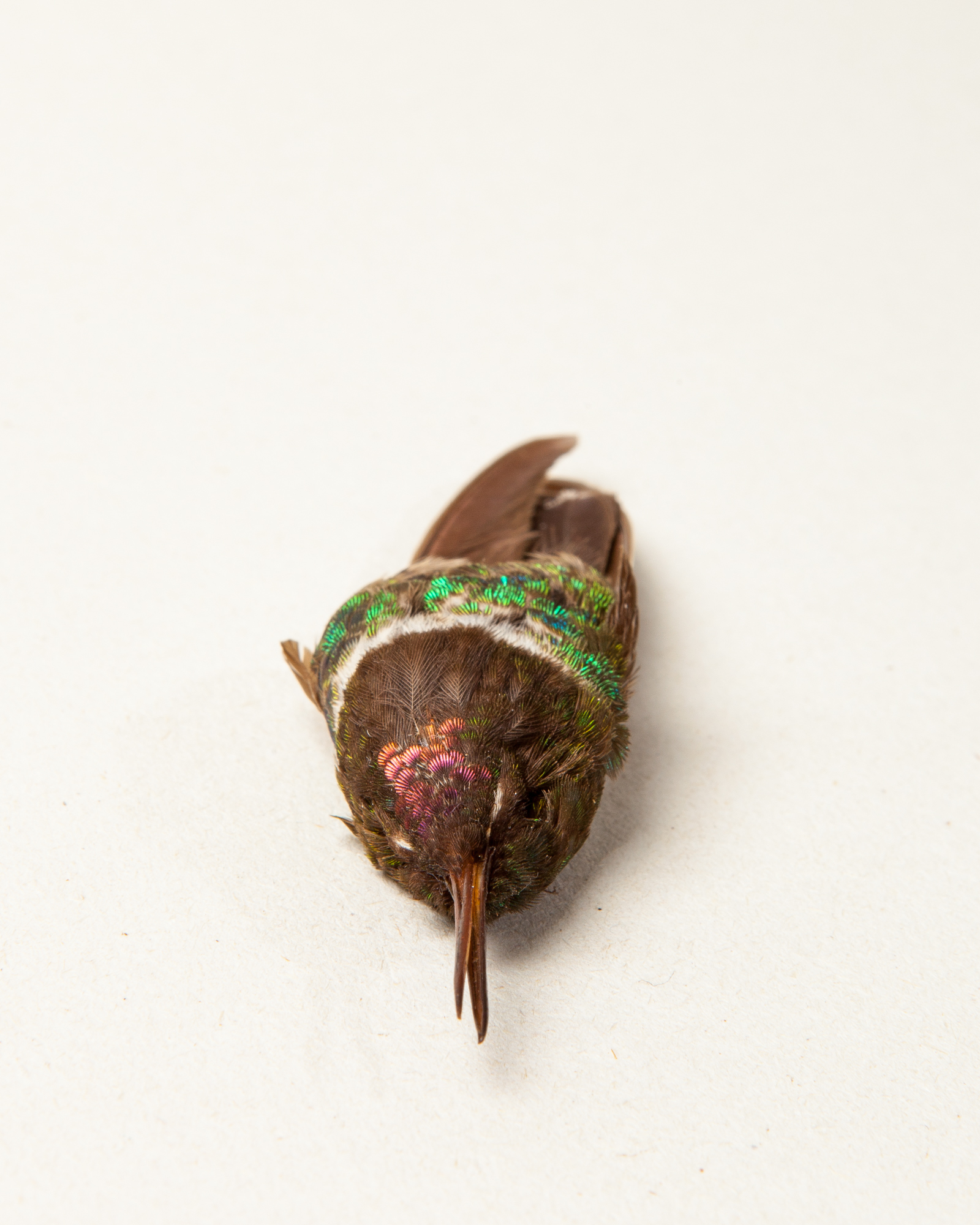 A-E Taxidermy : Ayre & Co.