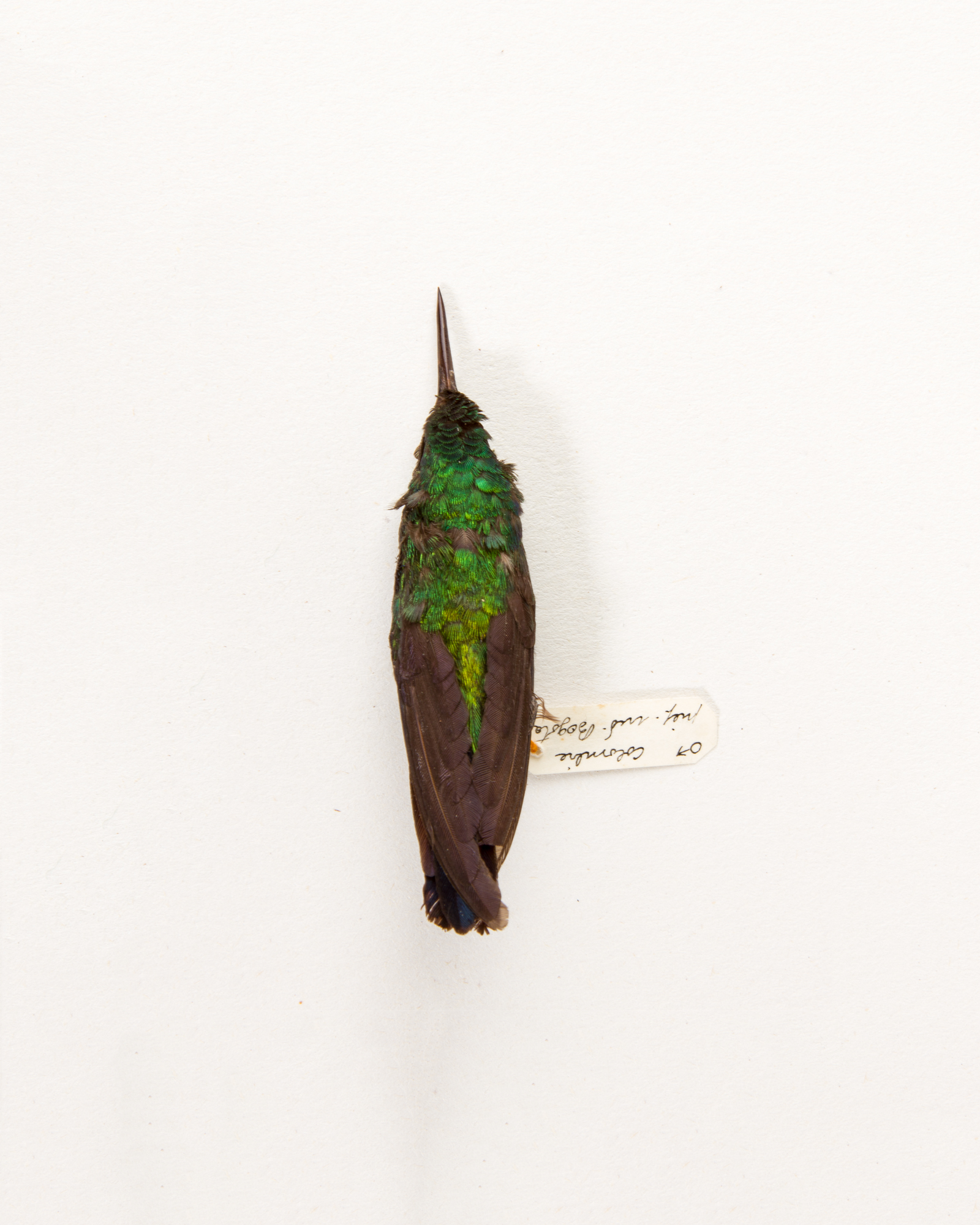 Taxidermy Violet-bellied Hummingbird