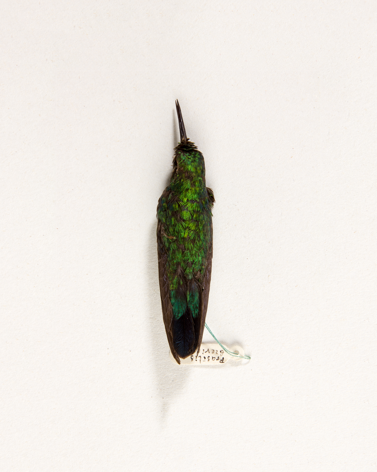 Taxidermy Hummingbird skin