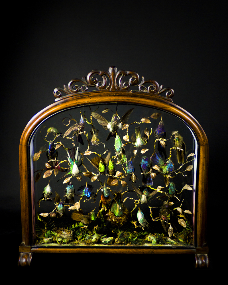 Hummingbirds By Henry Ward