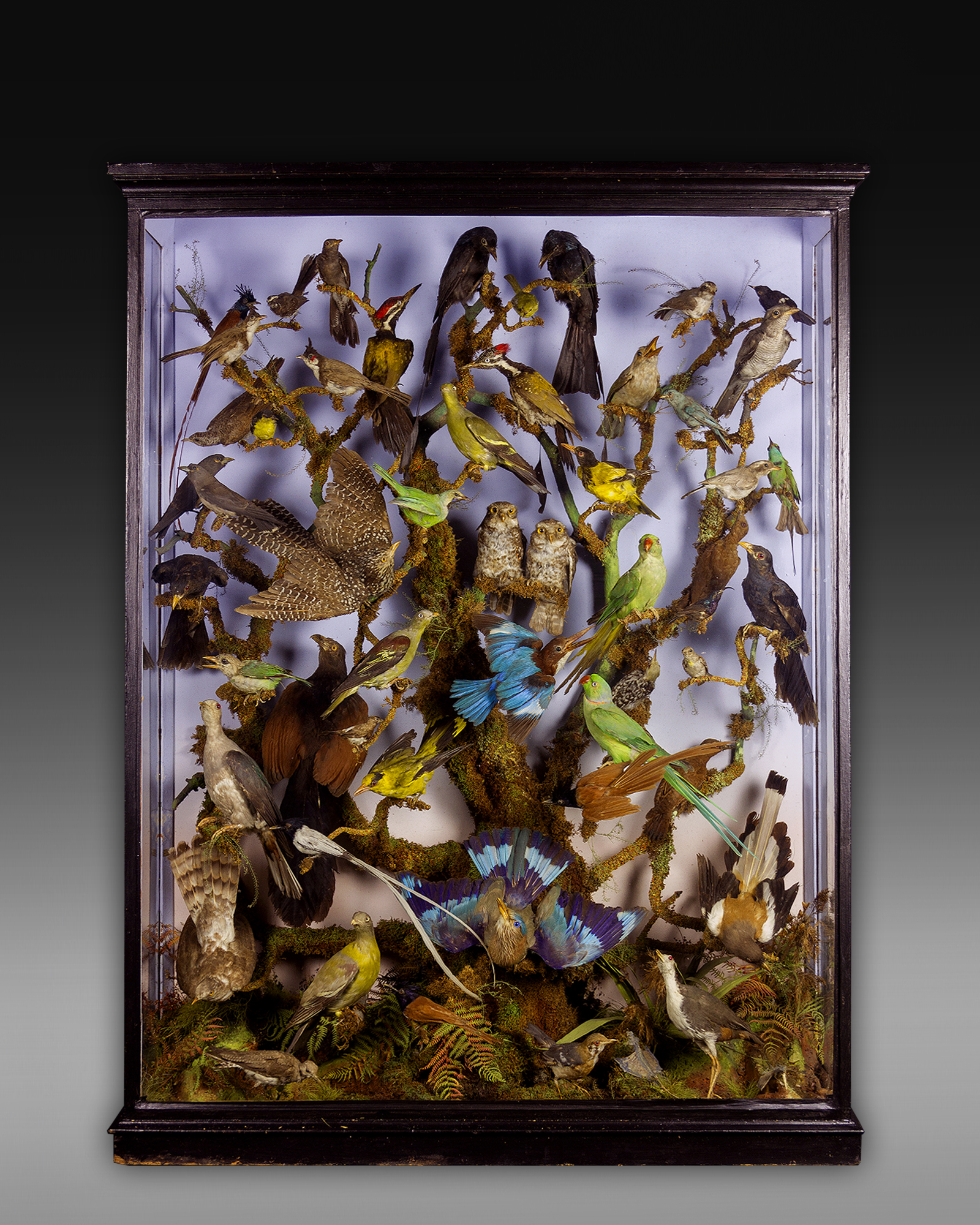 Indian Birds
