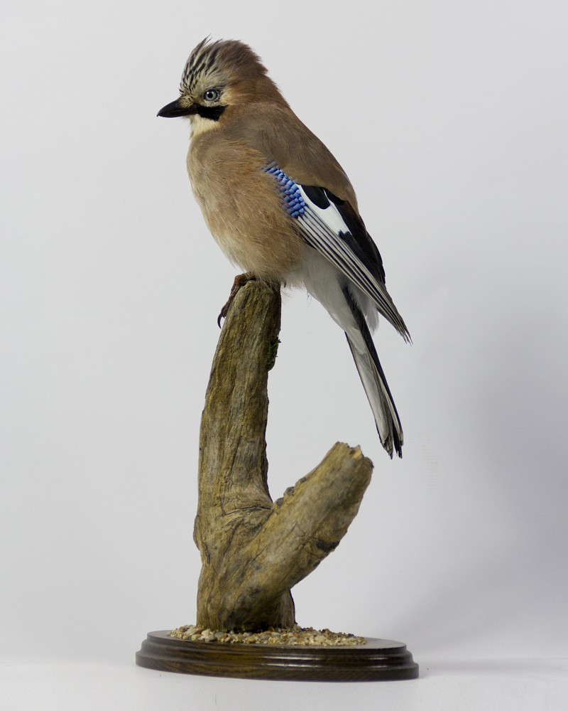 Taxidermy Jay