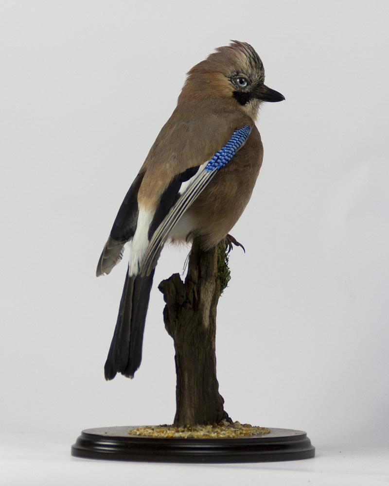 Taxidermy Jay