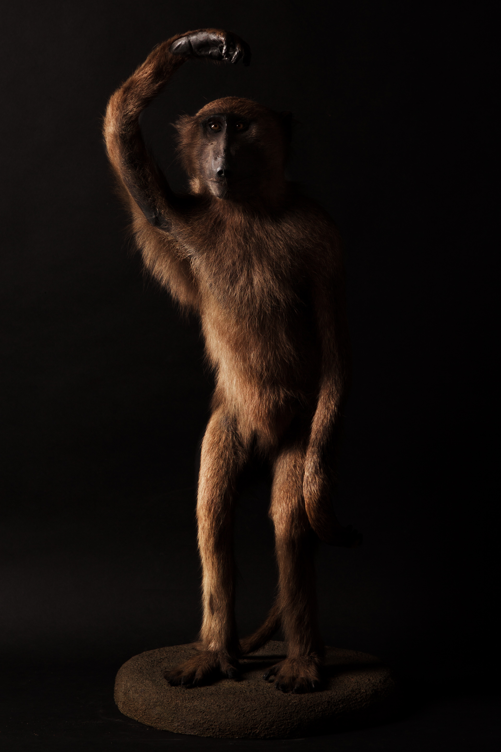 Baboon By Rowland Ward