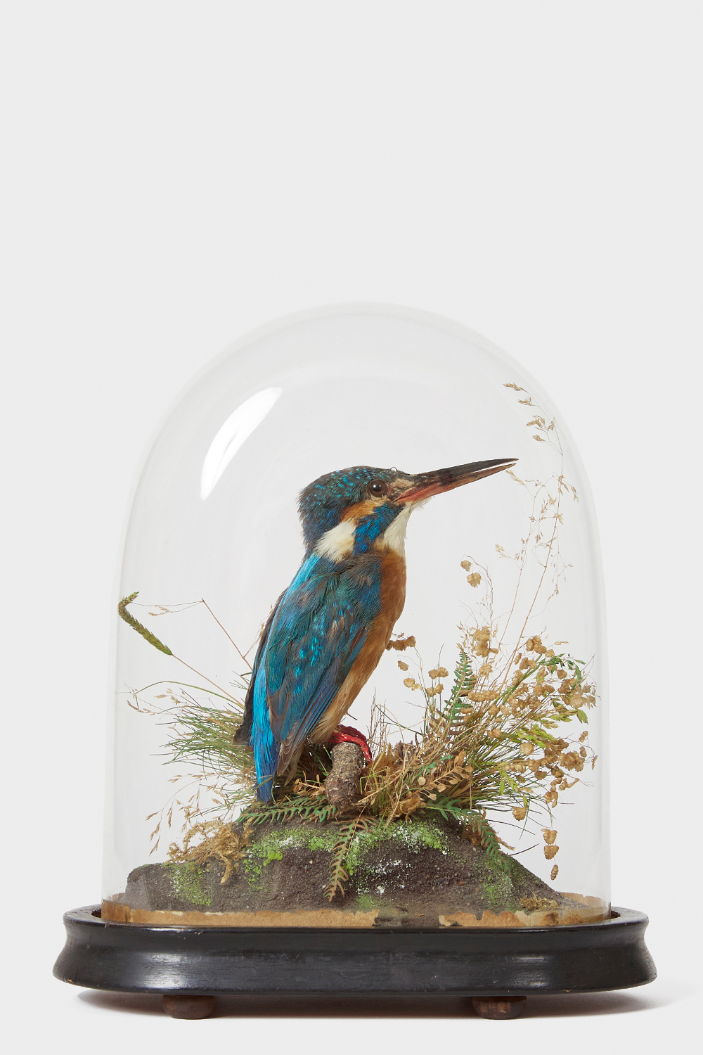 Kingfisher By Walter Lowne