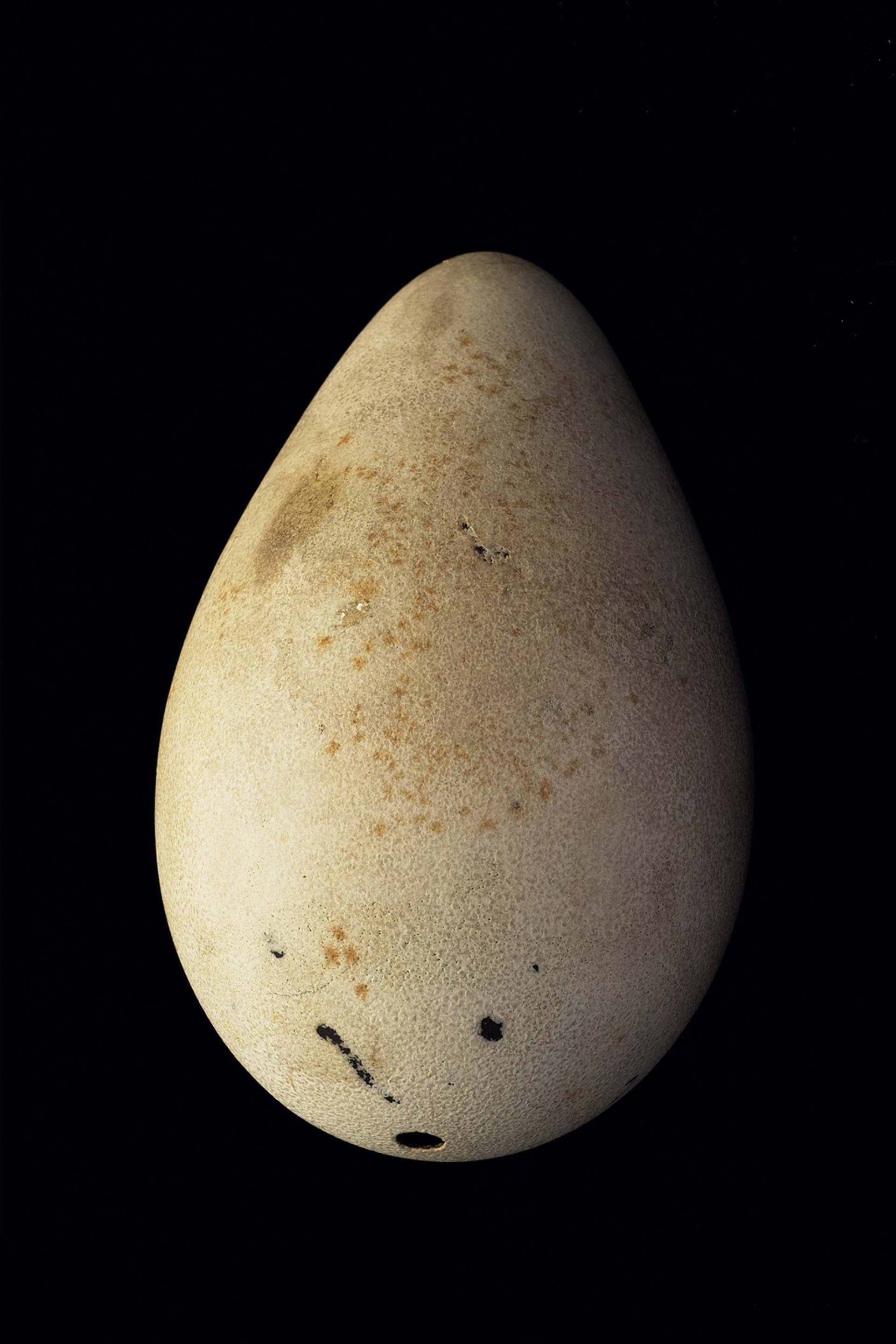 Lady Cust's egg, Great auk egg no.21