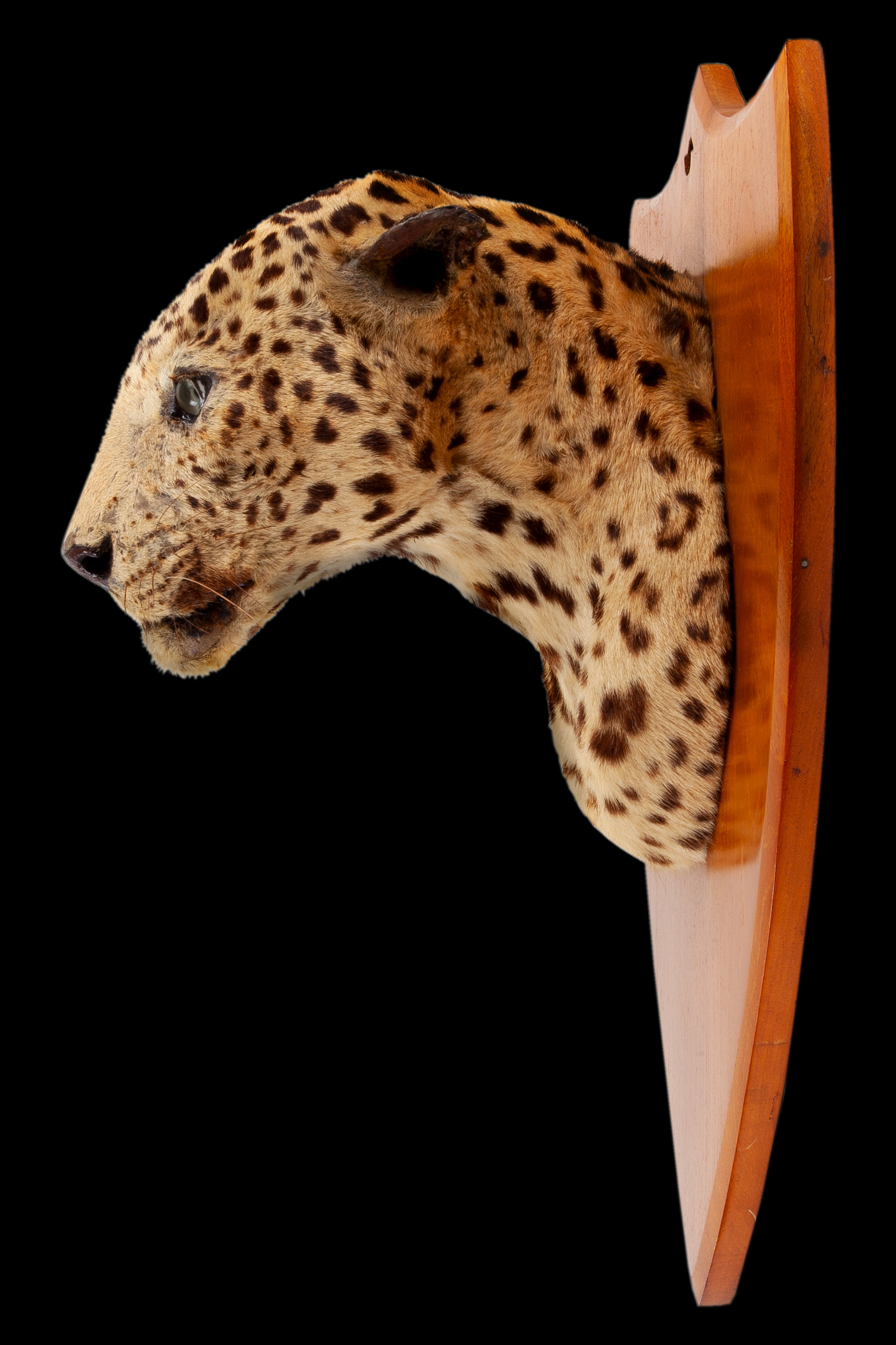 Leopard head by Van Ingen & Van Ingen of Mysore