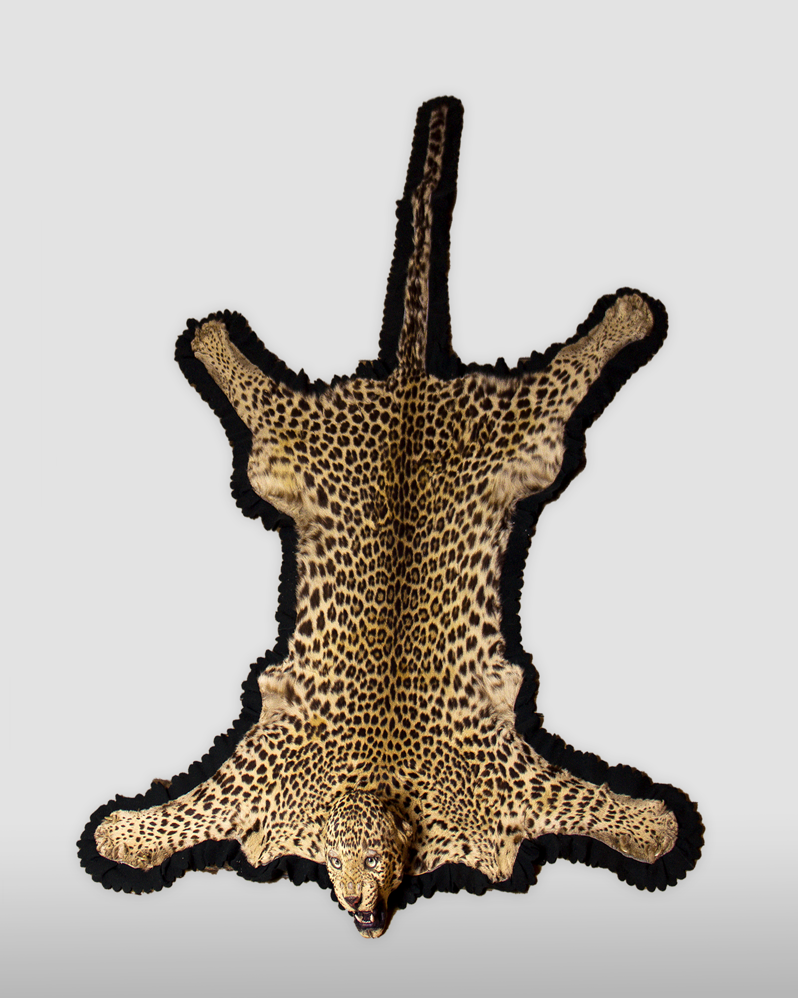 Taxidermy Leopard Skin Rug