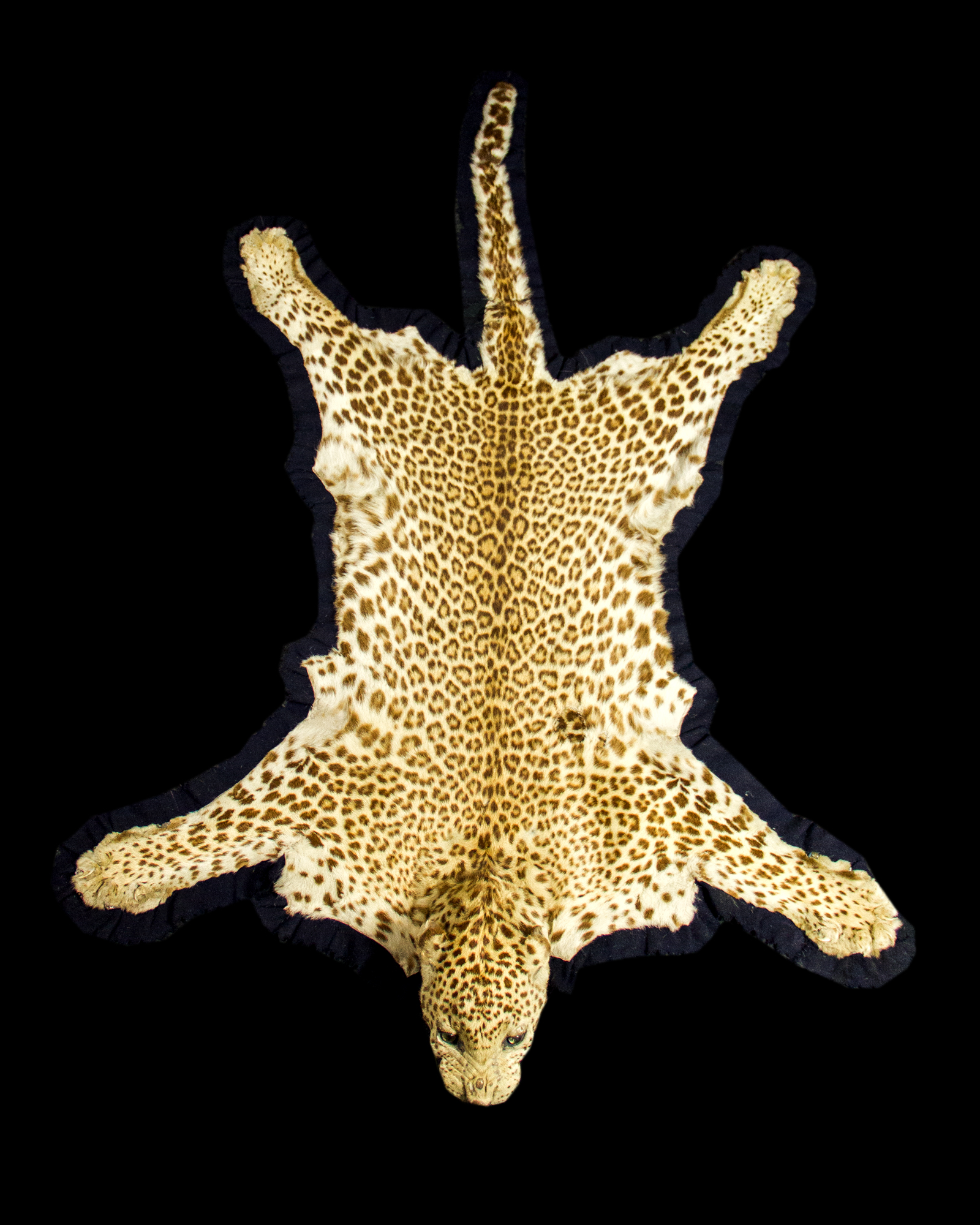 Taxidermy Leopard Skin Rug