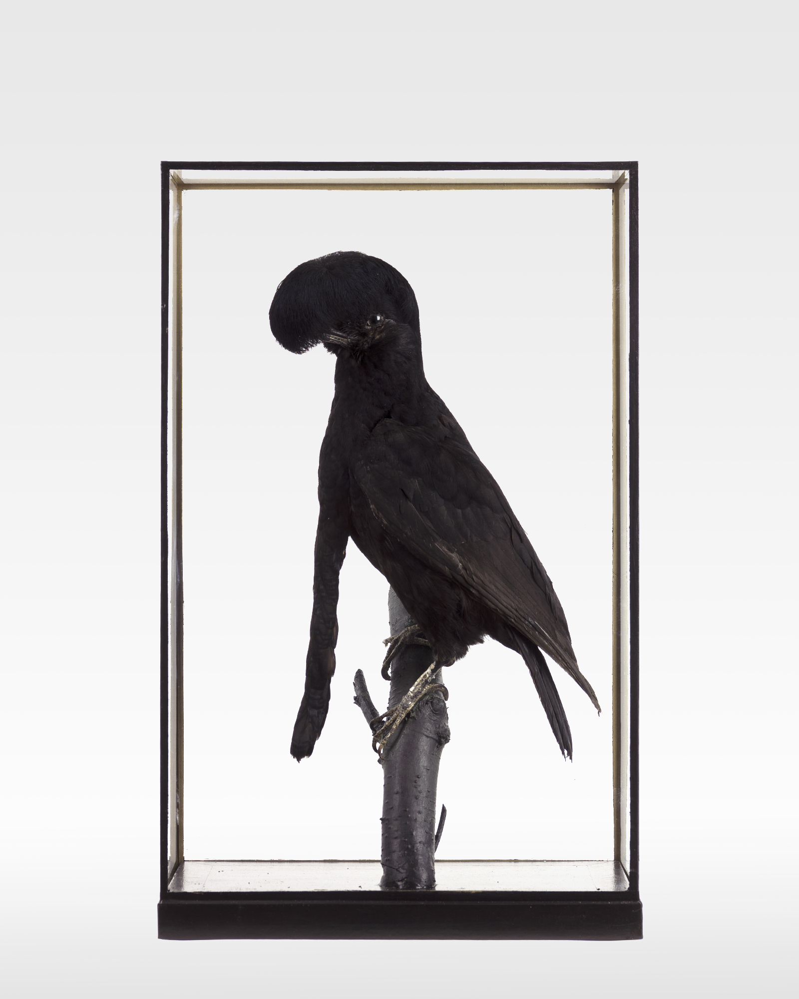 Long-wattled umbrellabird