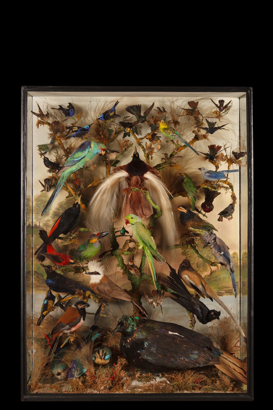 Major Exotic Taxidermy Birds Diorama By John Leadbetter Of Piccadilly Circa 1850