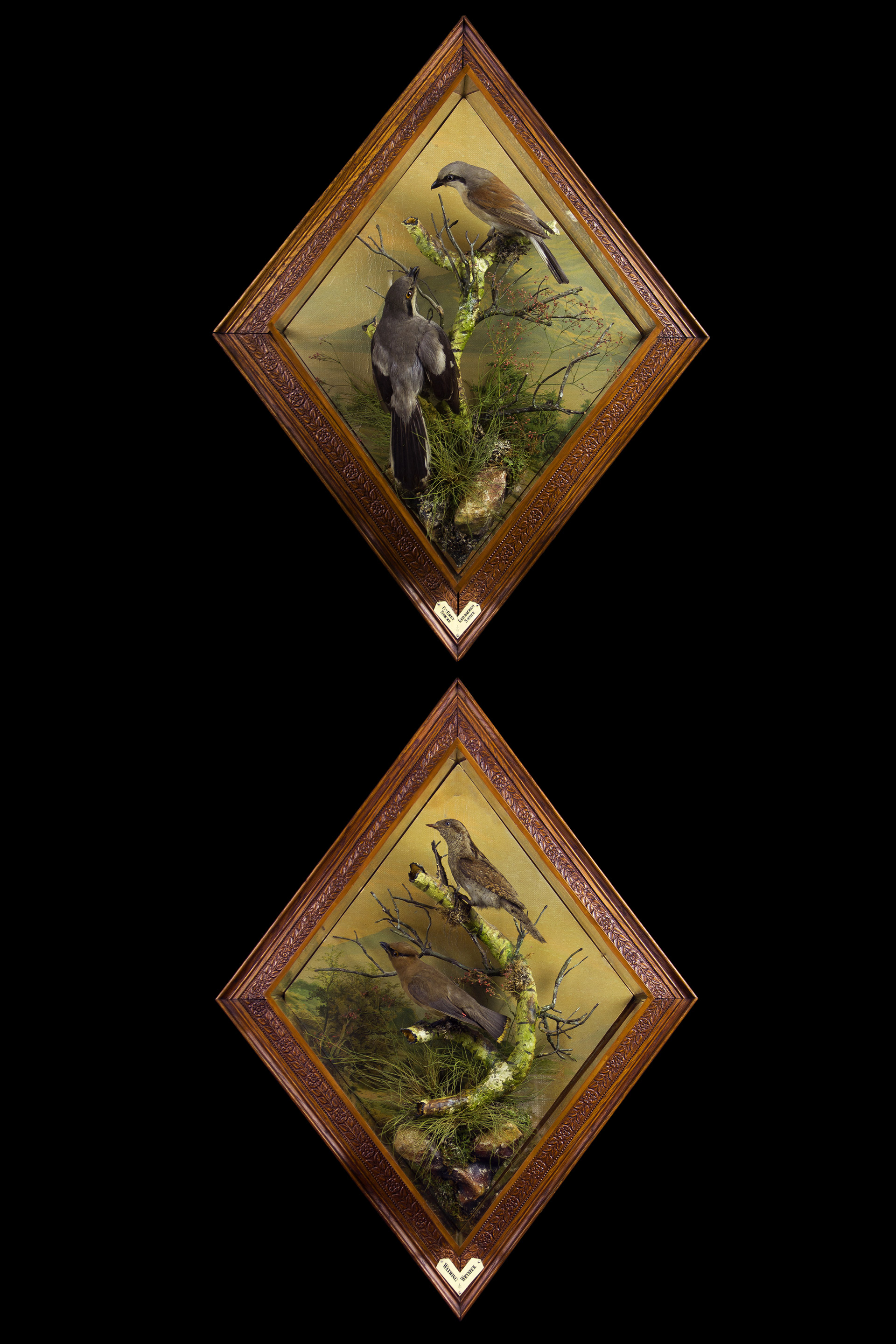 Matching diamond wall cases containing Taxidermy British rarities attributed to Henry Murray. Circa 1900.