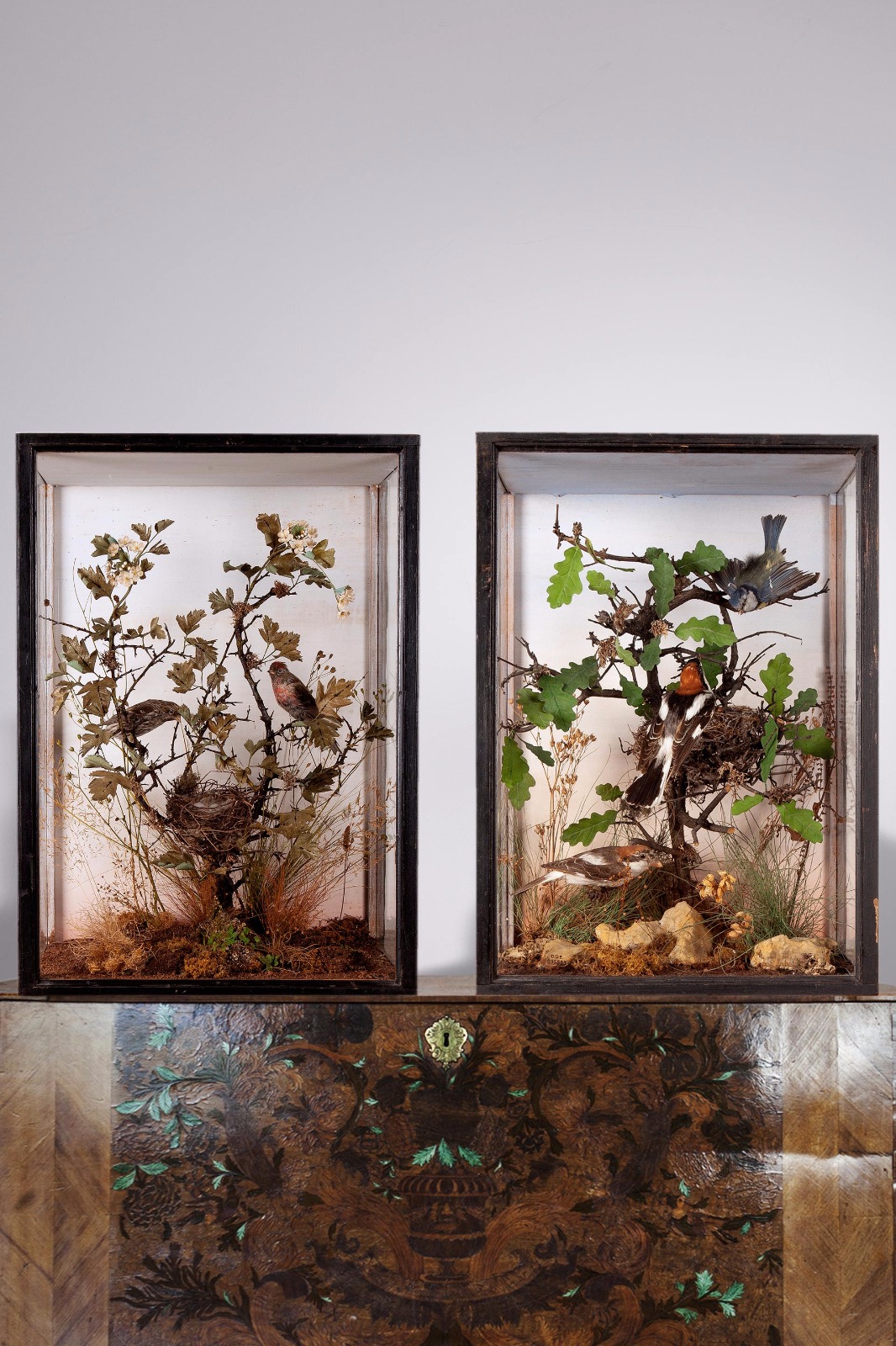 A matching pair of cased birds with nest and eggs by Herbert W Marsden