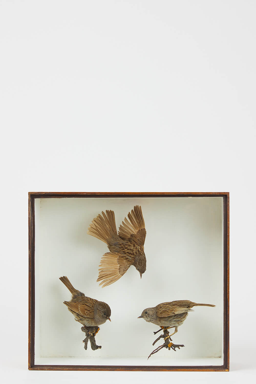 Cullingford Hedge sparrows