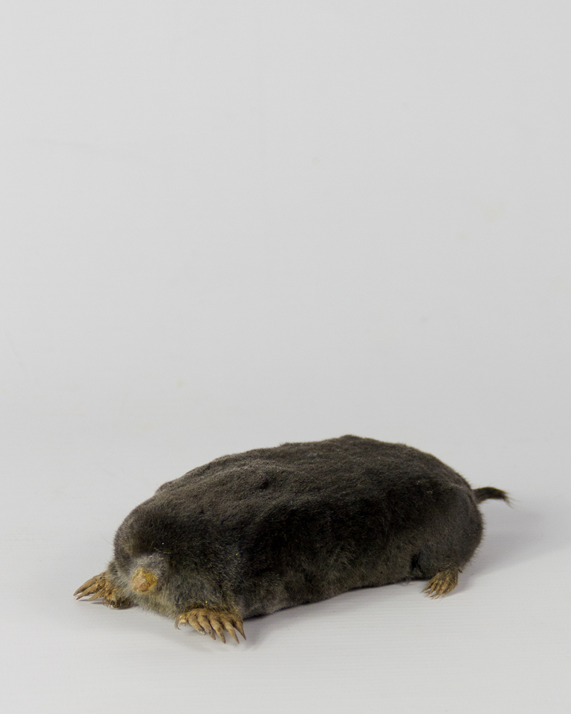 Taxidermy Mole