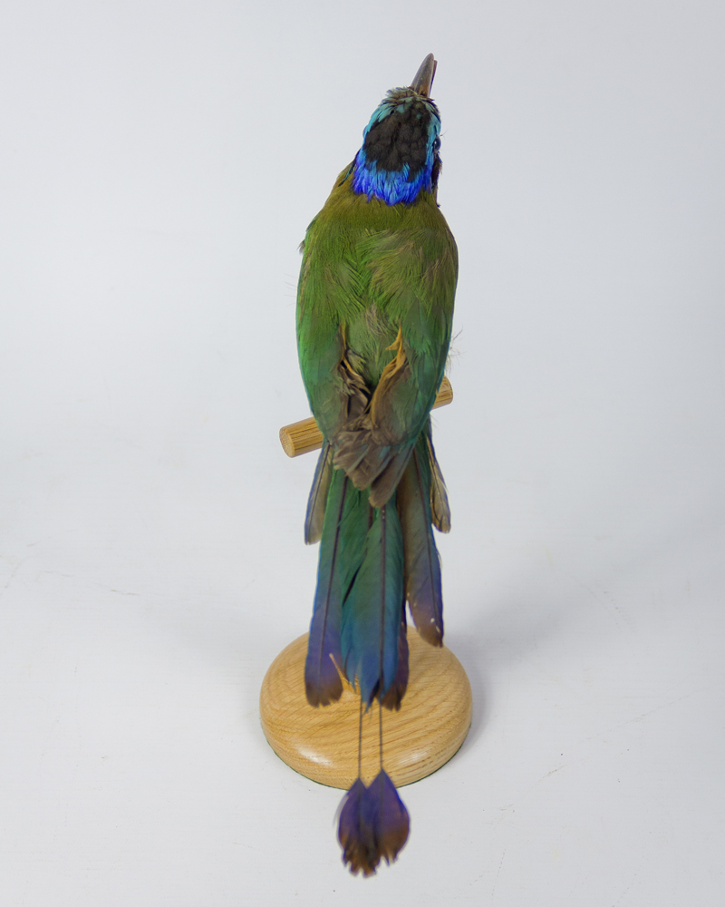 Taxidermy Bluecrowned Motmot
