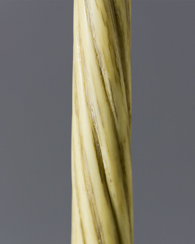 Narwhal Tusk