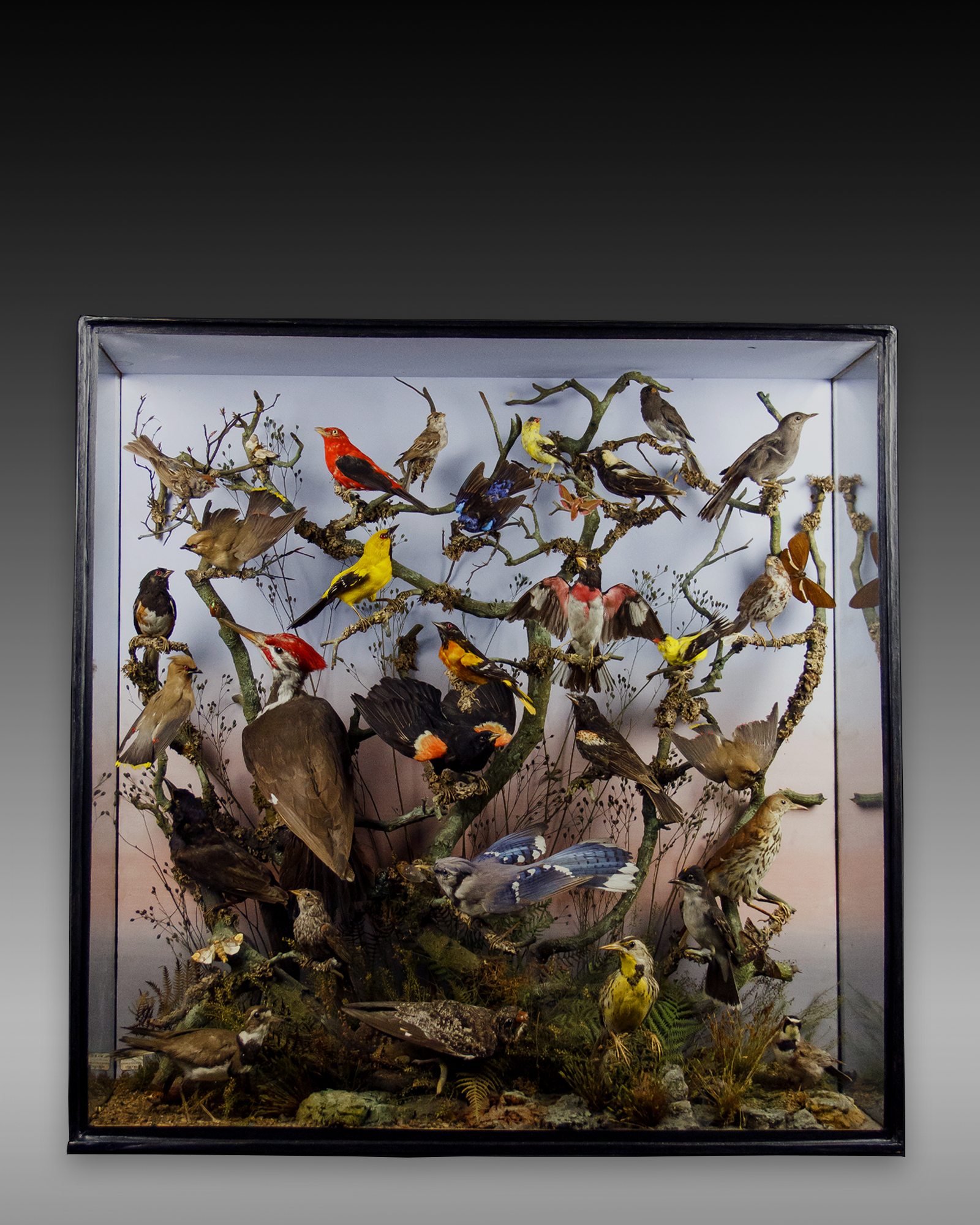 North American Birds By Henry Ward