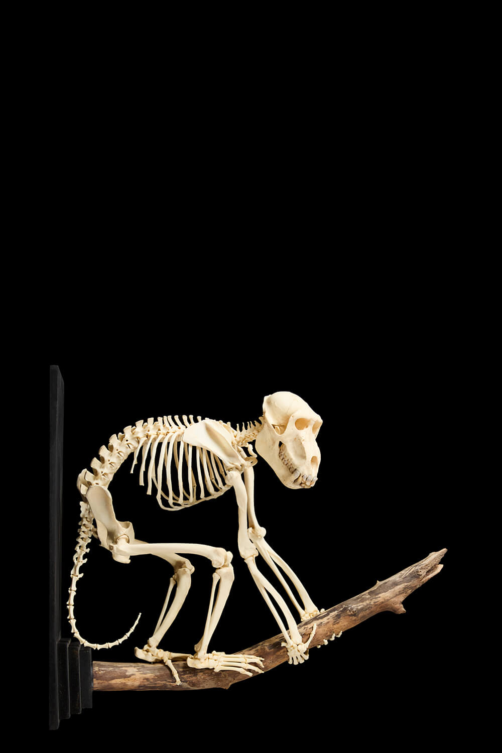 Olive Baboon Skeleton For Wall Hanging