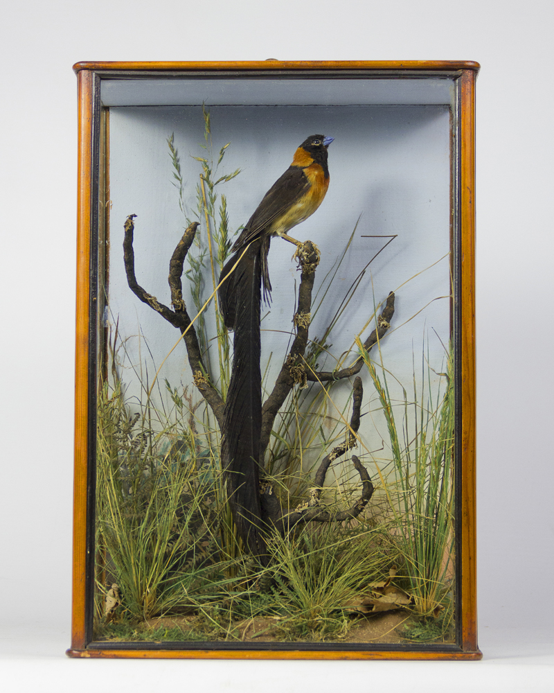 Paradise Wydah Bird