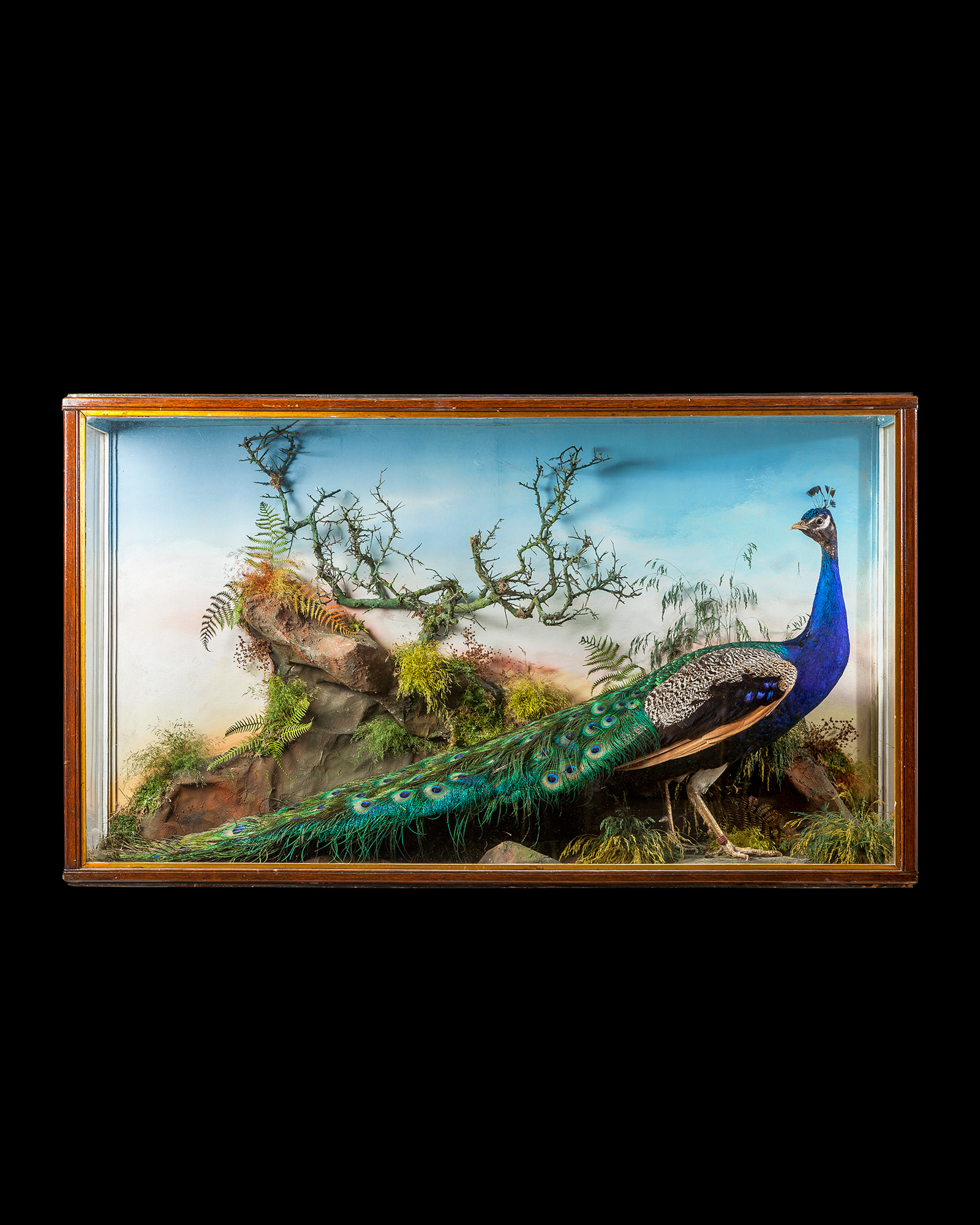 Peacock by Thomas Jeffries