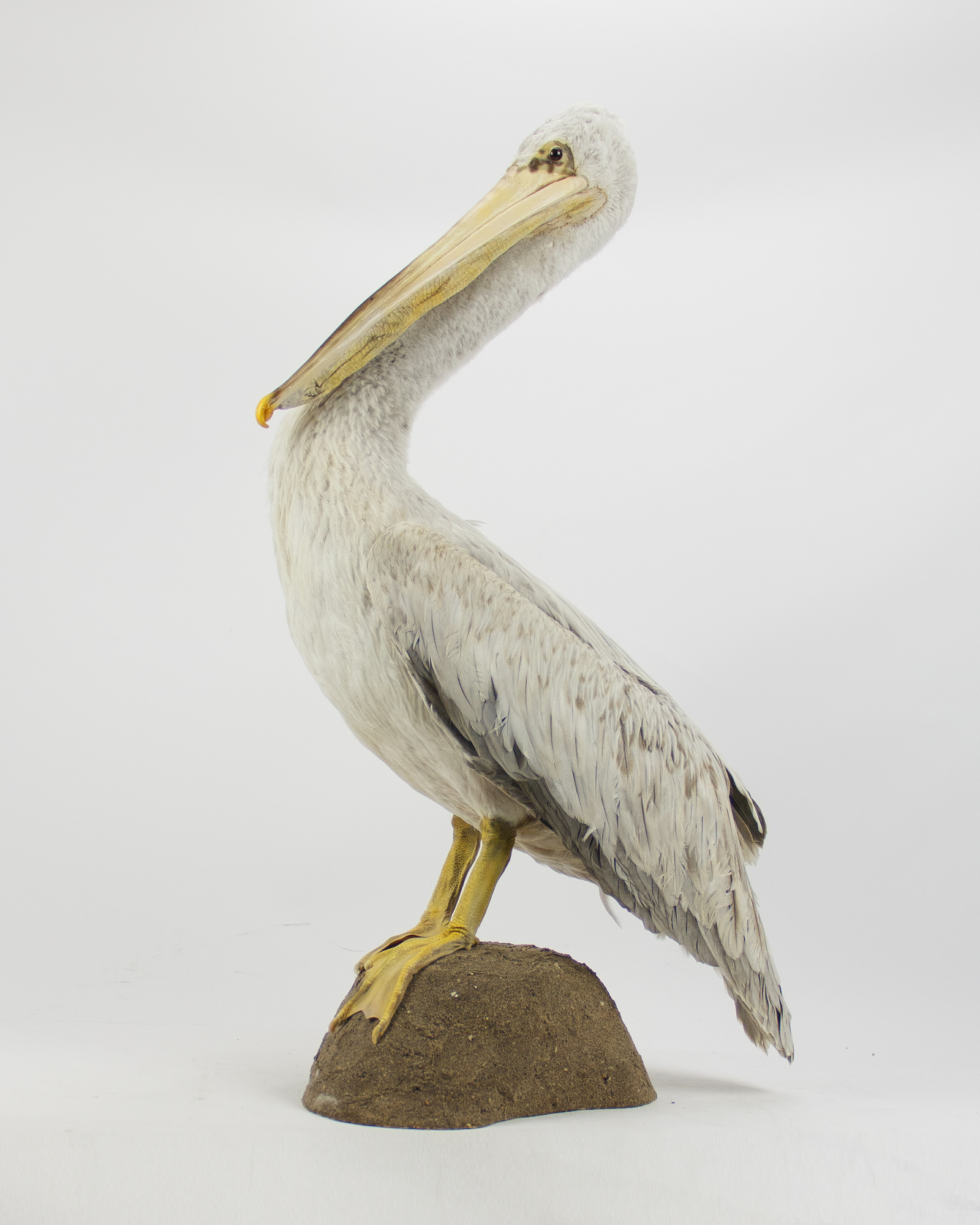 Taxidermy Pink-backed pelican