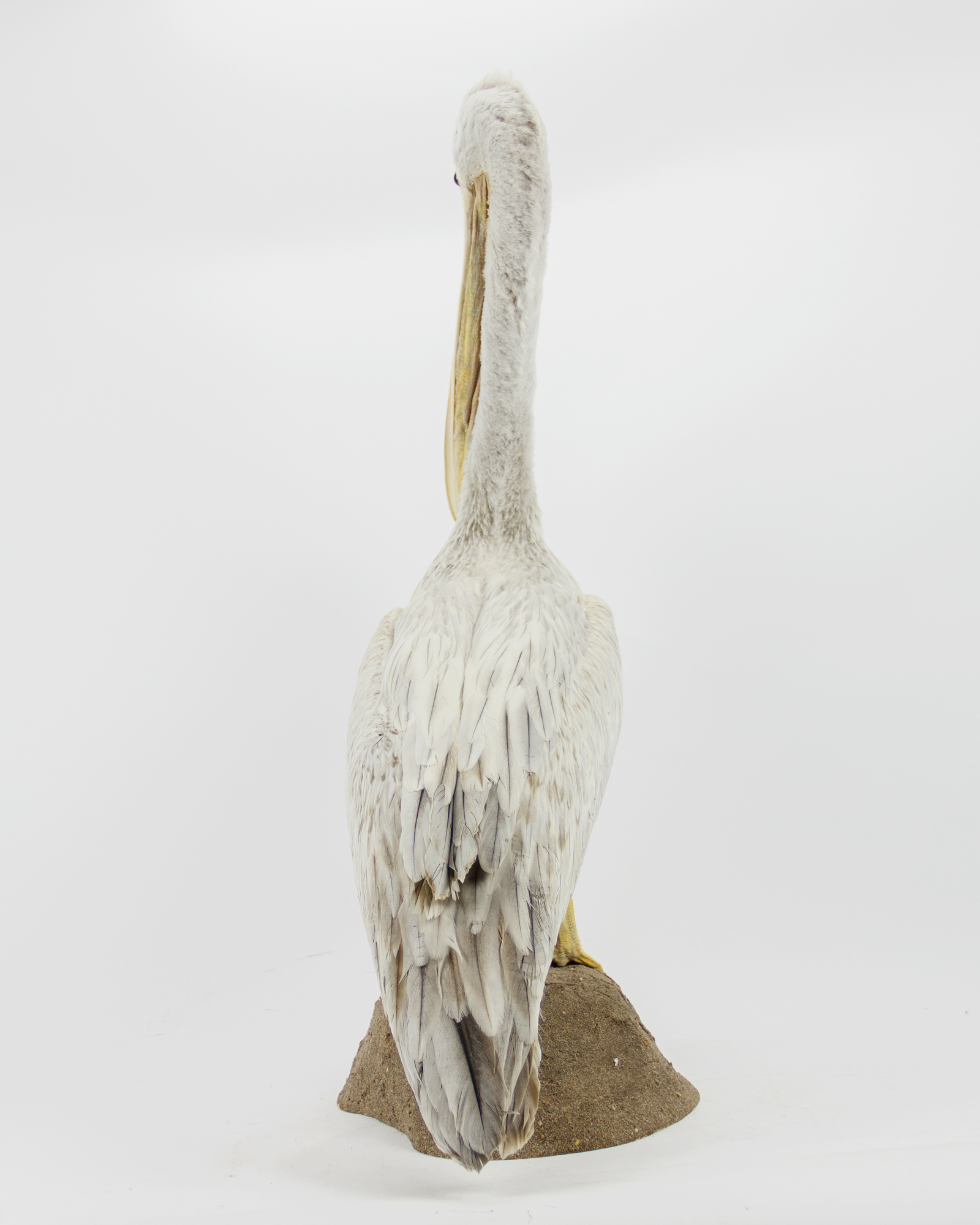 Taxidermy Pink-backed pelican