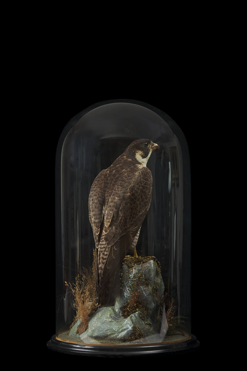 Antique Taxidermy Peregrine Falcon Signed H Shaw, Salop 1873