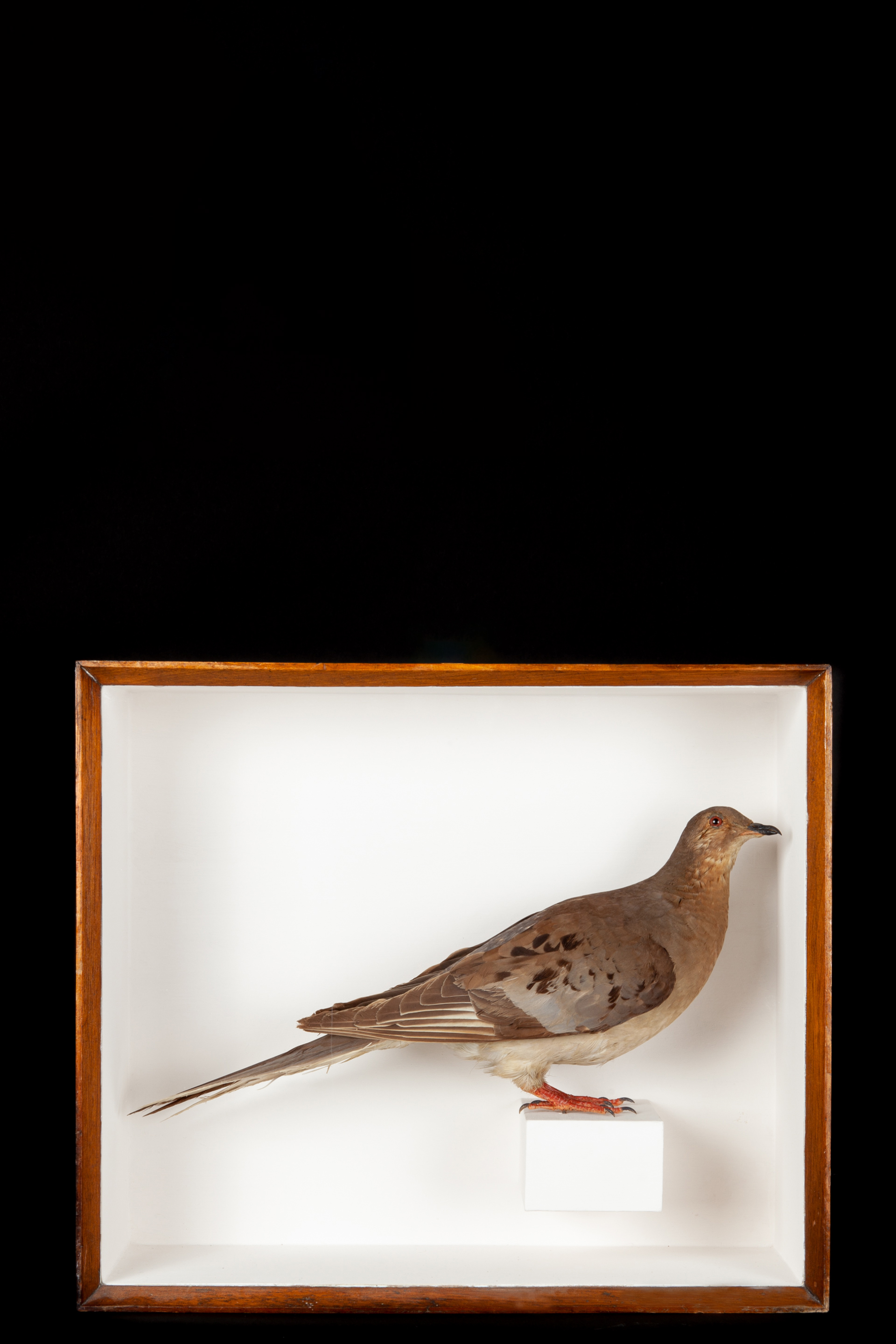 A perfect taxidermy Passenger pigeon (female). Extinct since 1914.