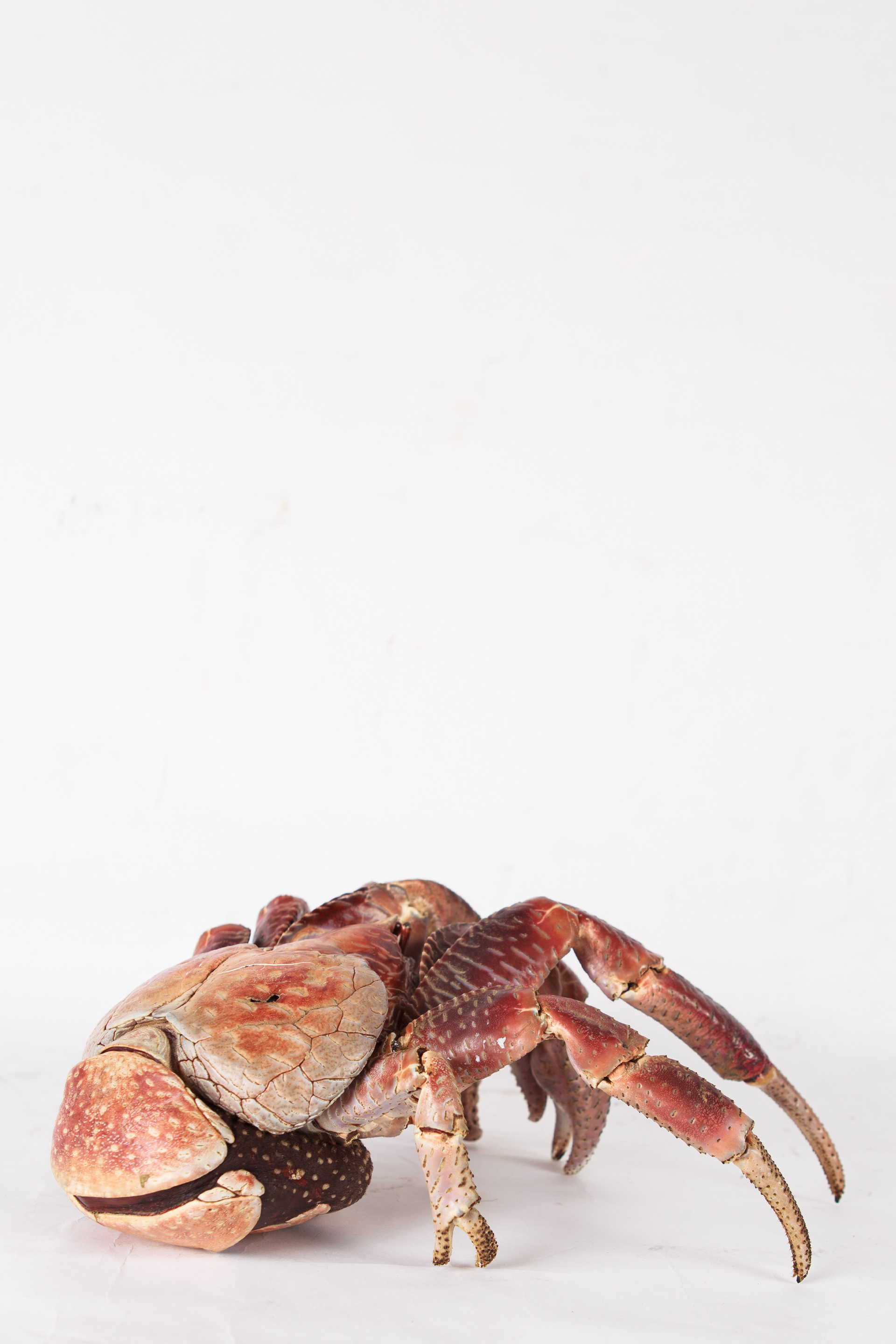 Preserved Coconut Crab