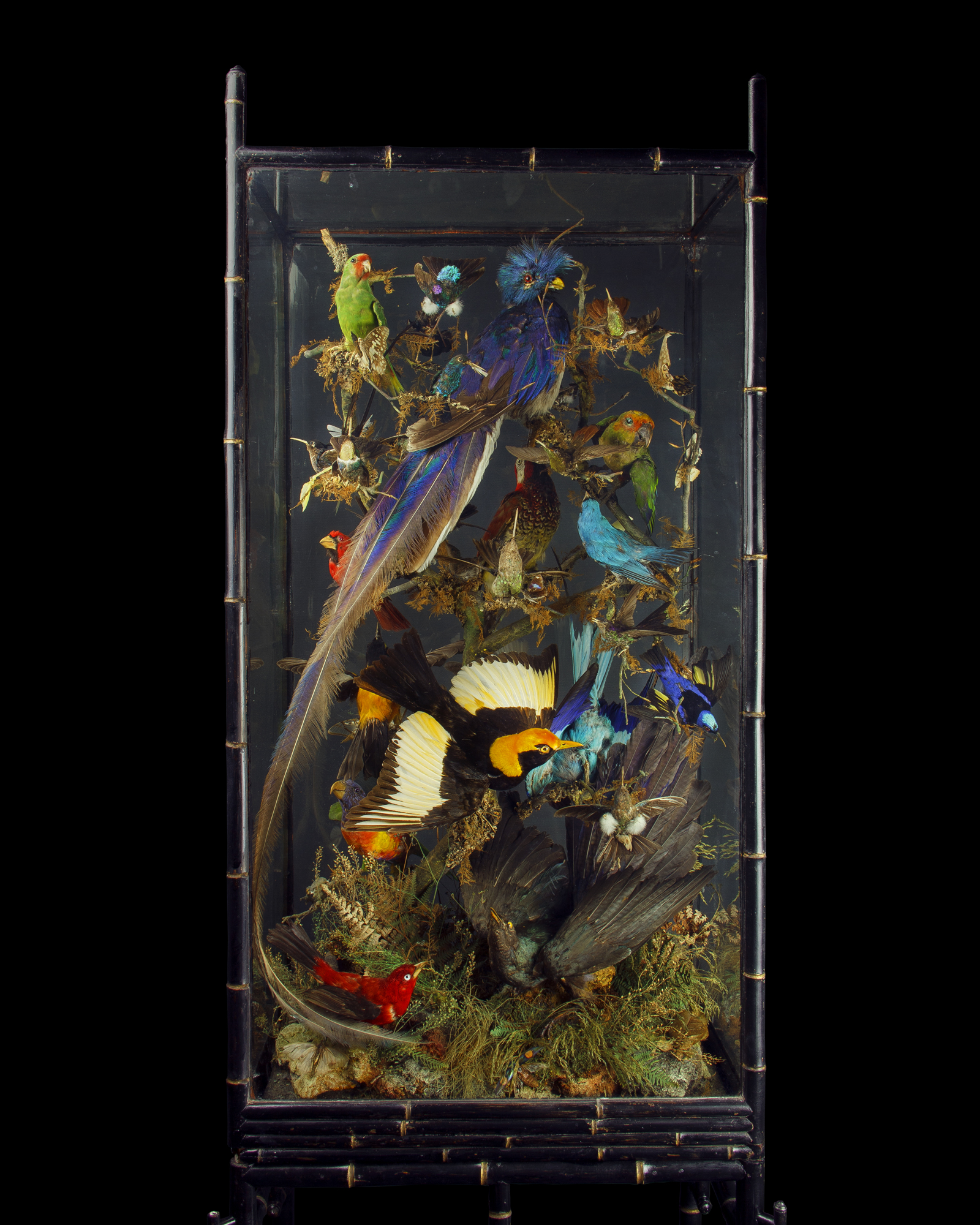 Exotic Birds Cabinet