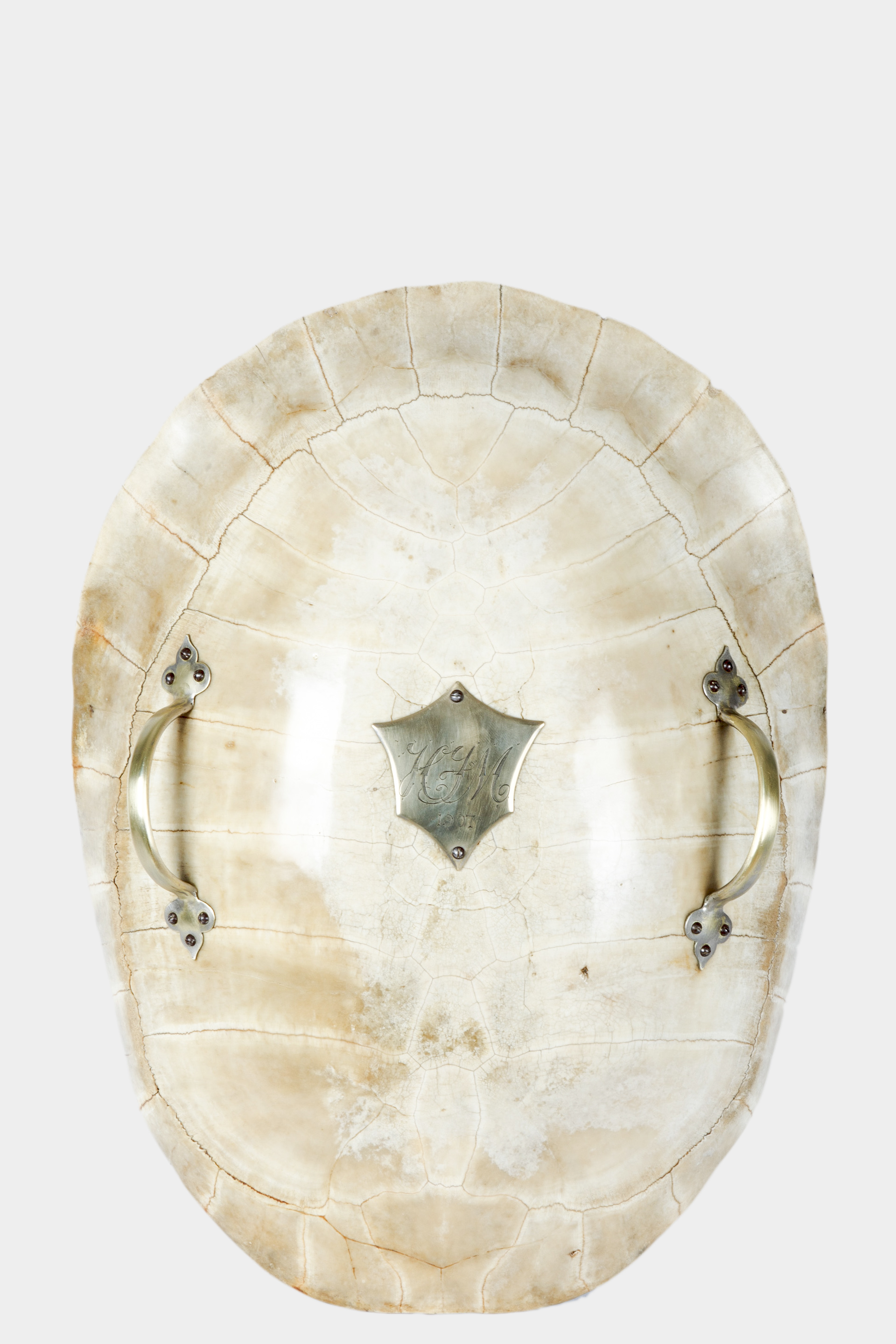 A Rare Blonde Giant Turtle Shell Fire Drawer 1907