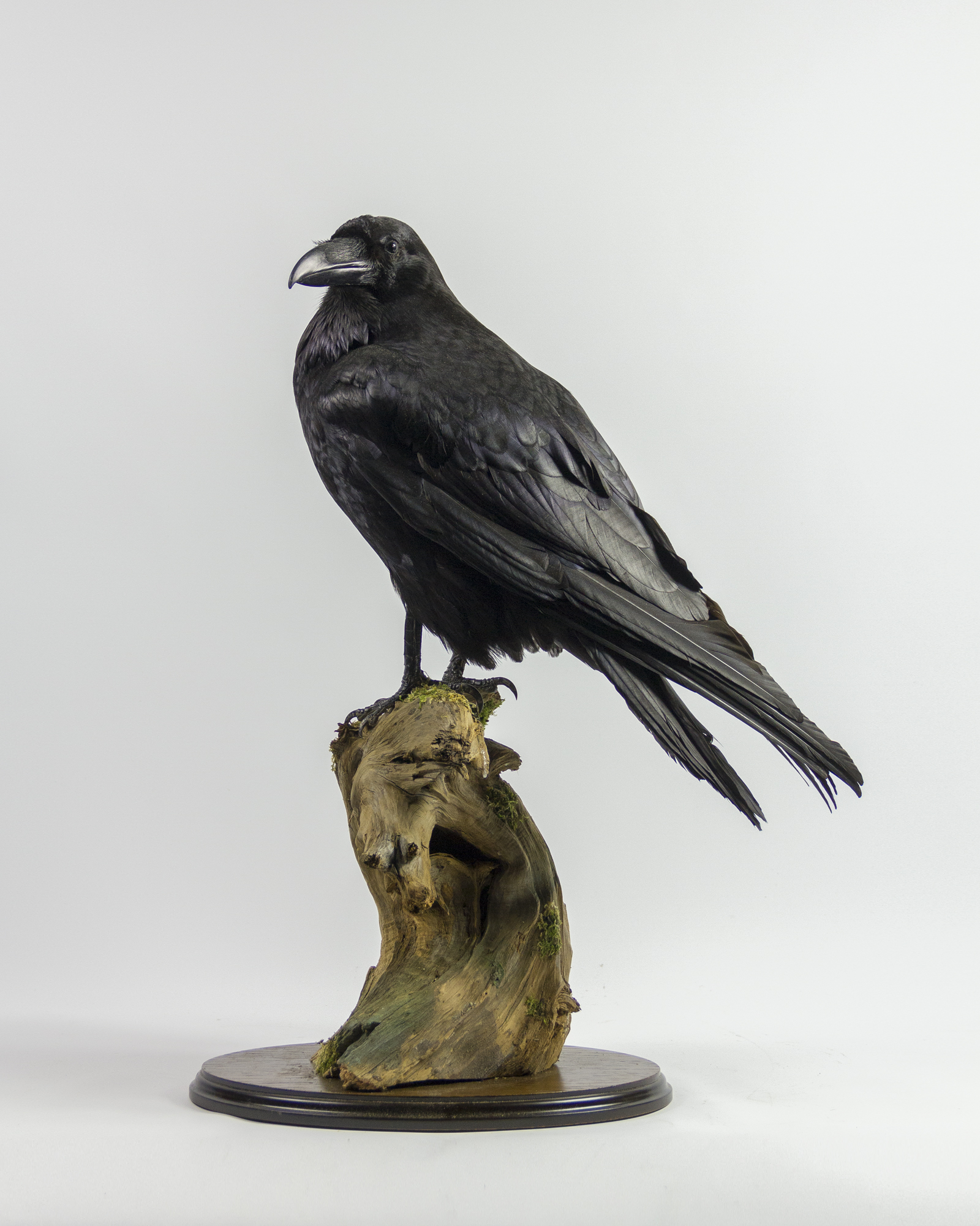 Taxidermy Raven
