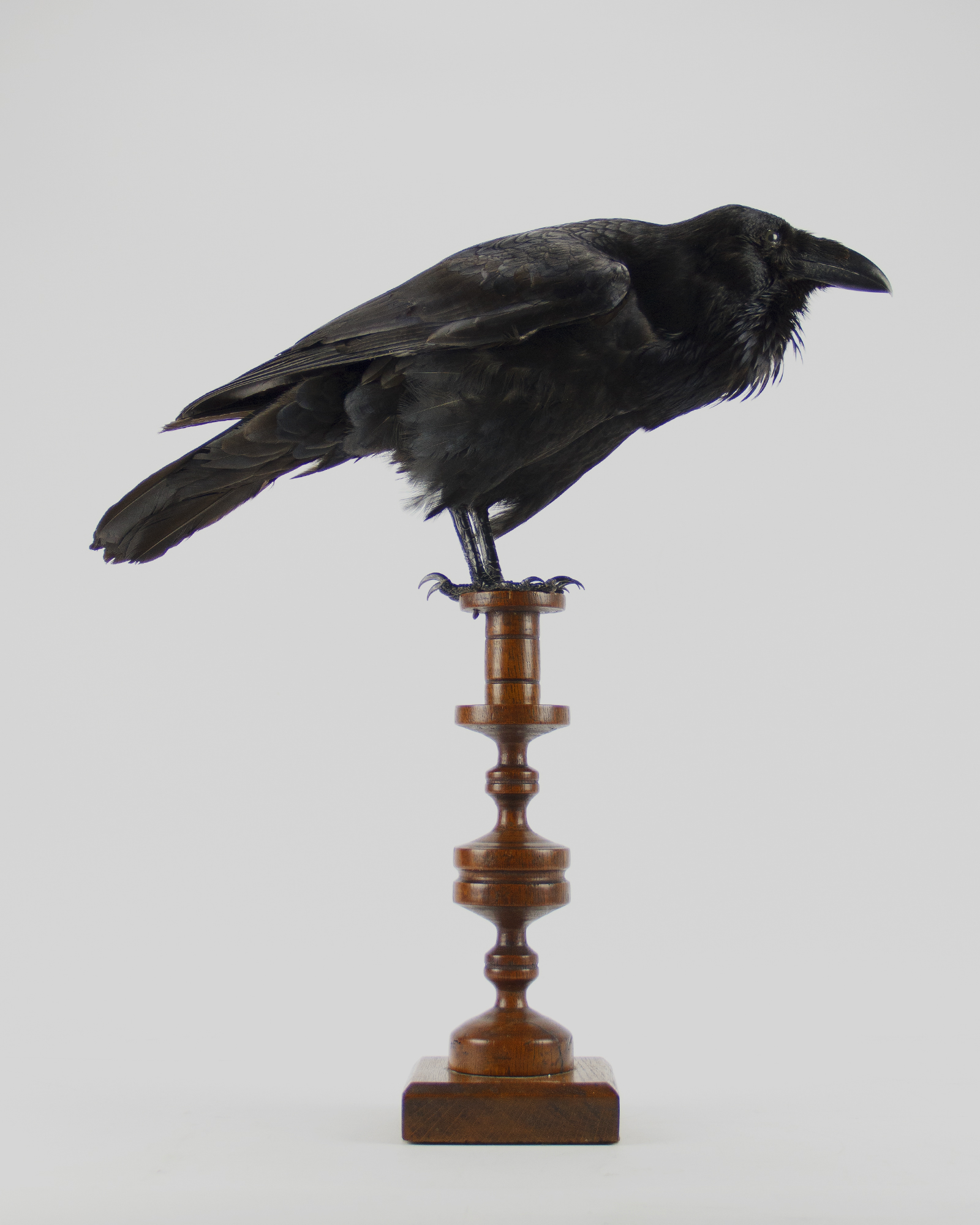 Taxidermy Raven