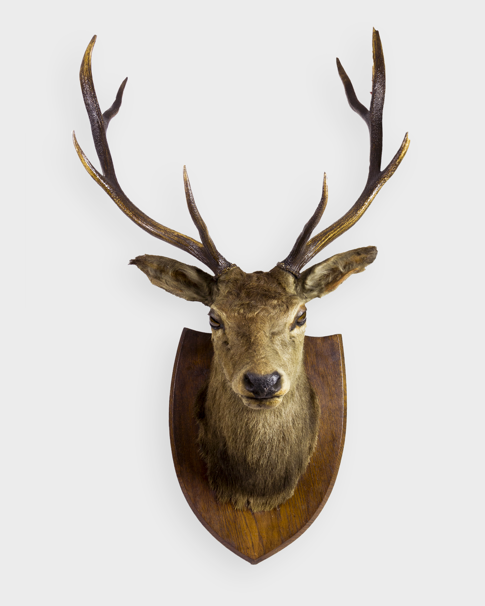 Taxidermy Red Deer stag head