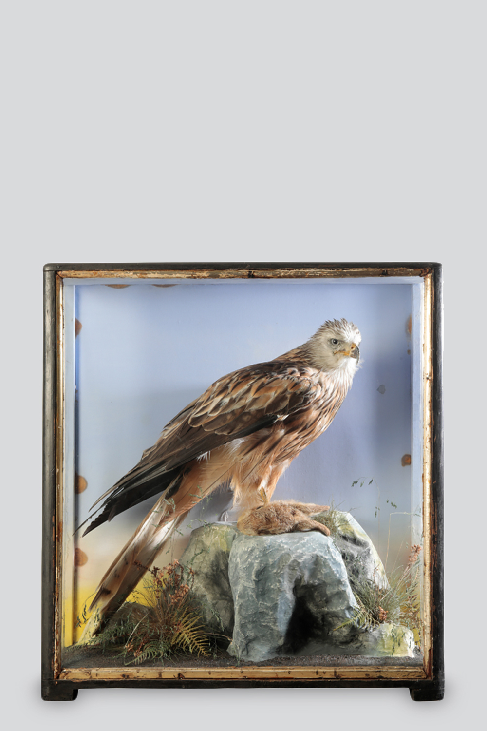 Red Kite By James Hutchings