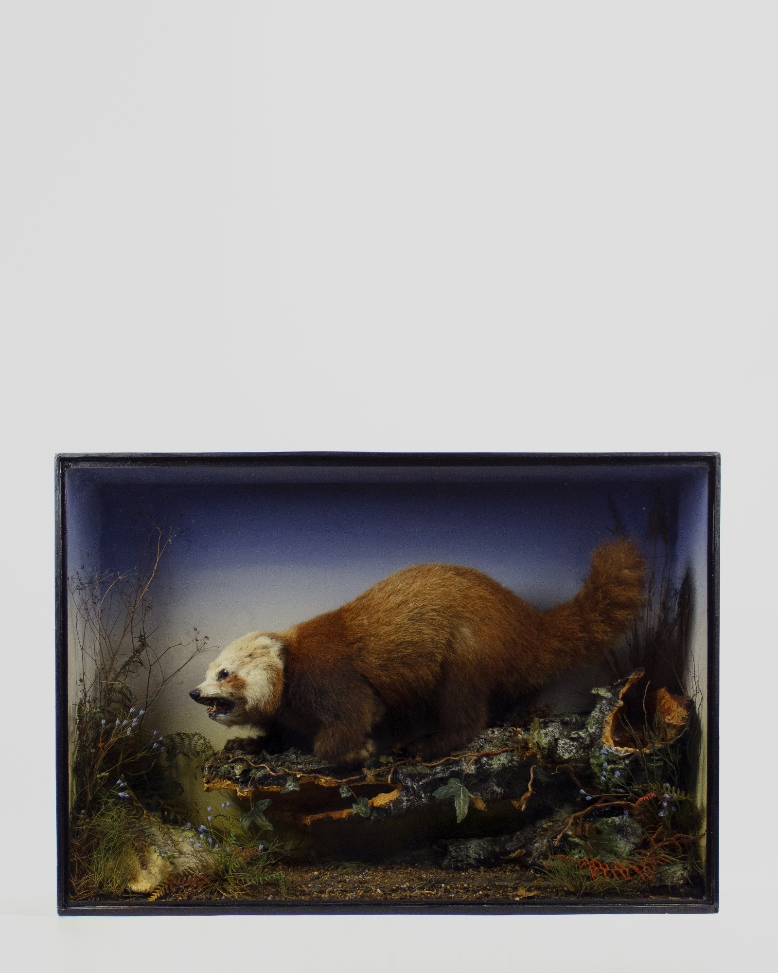 Red Panda Cub By James Gardner