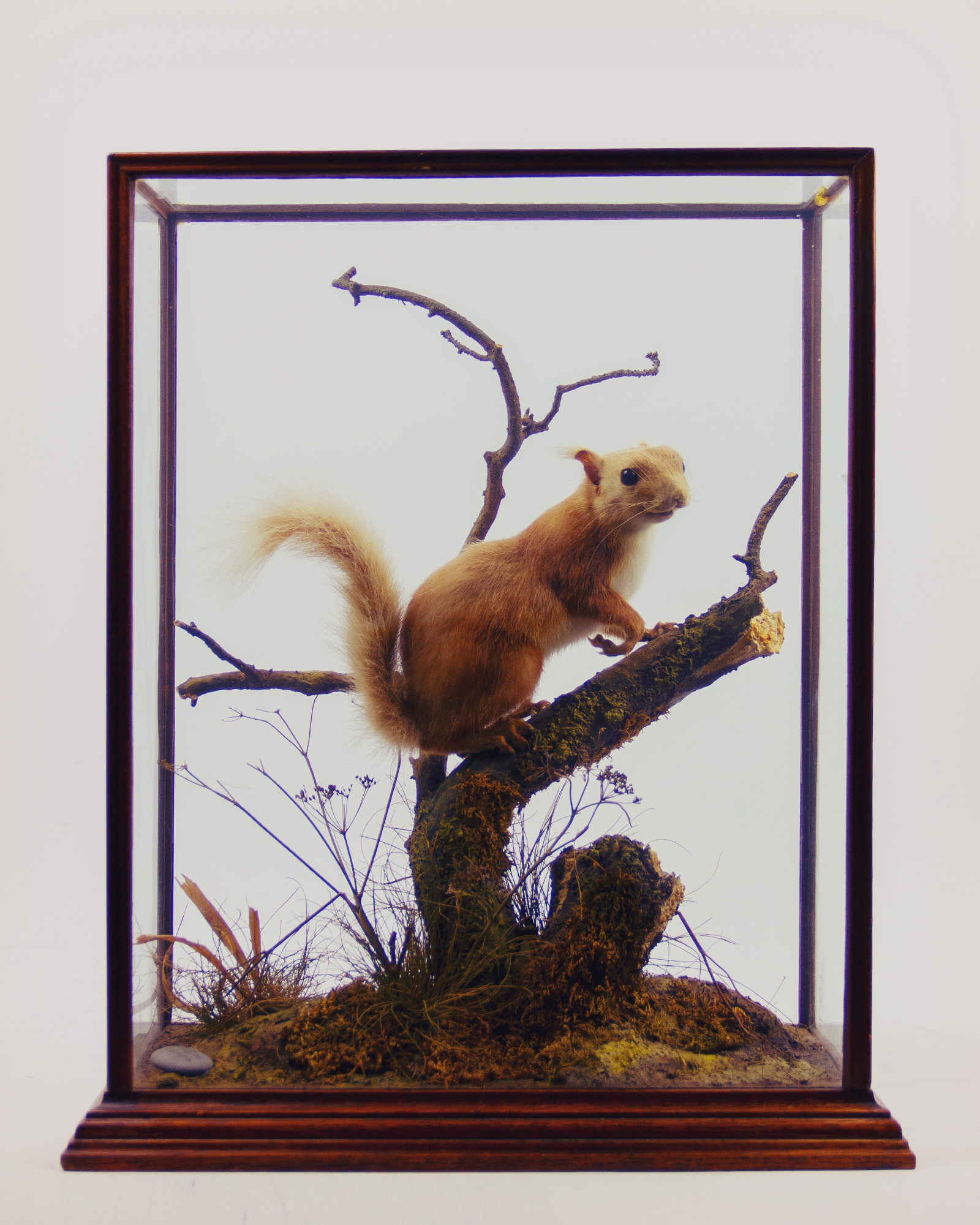 Red Squirrel by P. Spicer & Sons