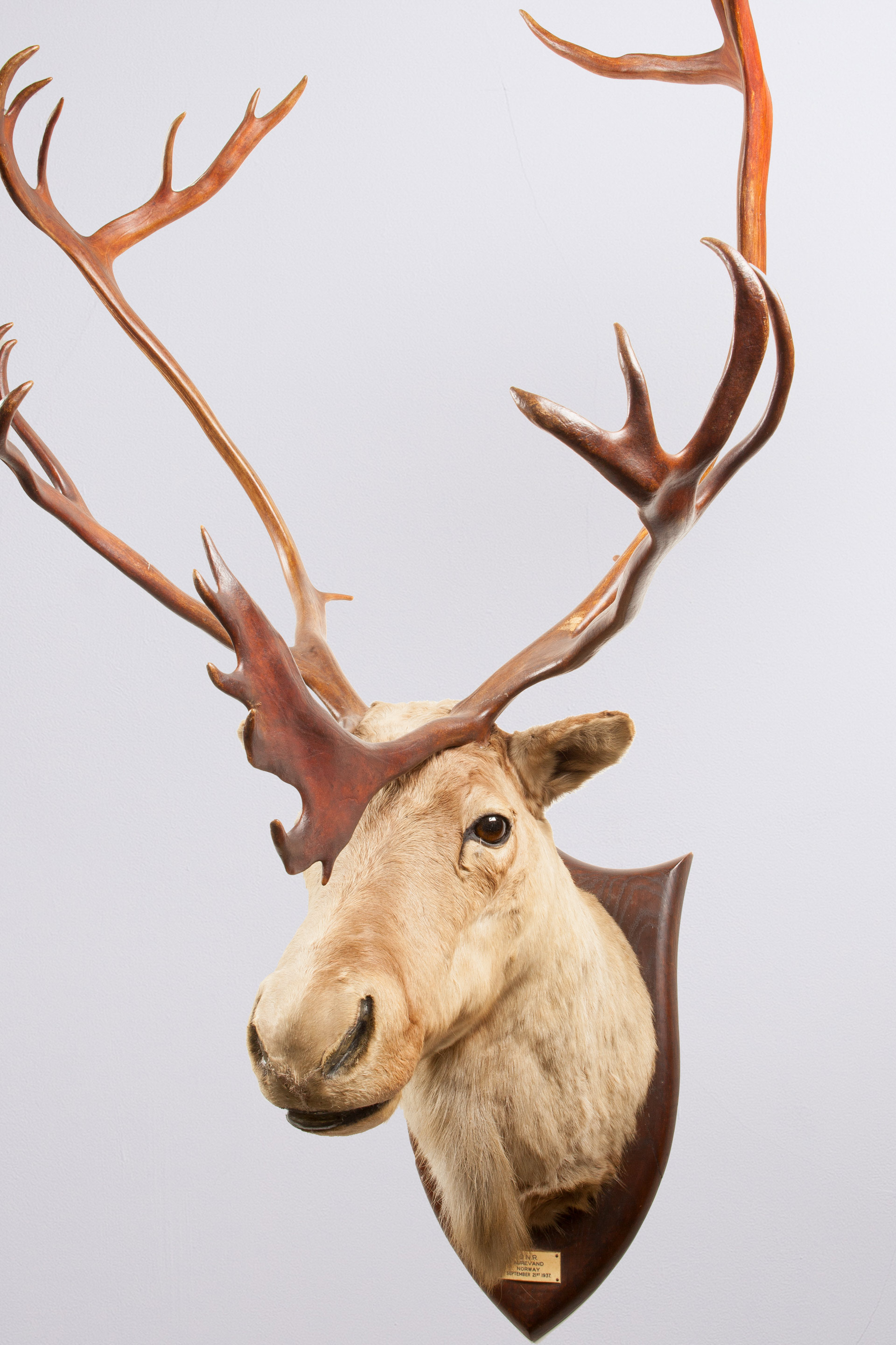 Taxidermy Reindeer Head By P Spicer Sons Norway 1937 Taxidermy Reindeer Head By P Spicer Sons Norway 1937