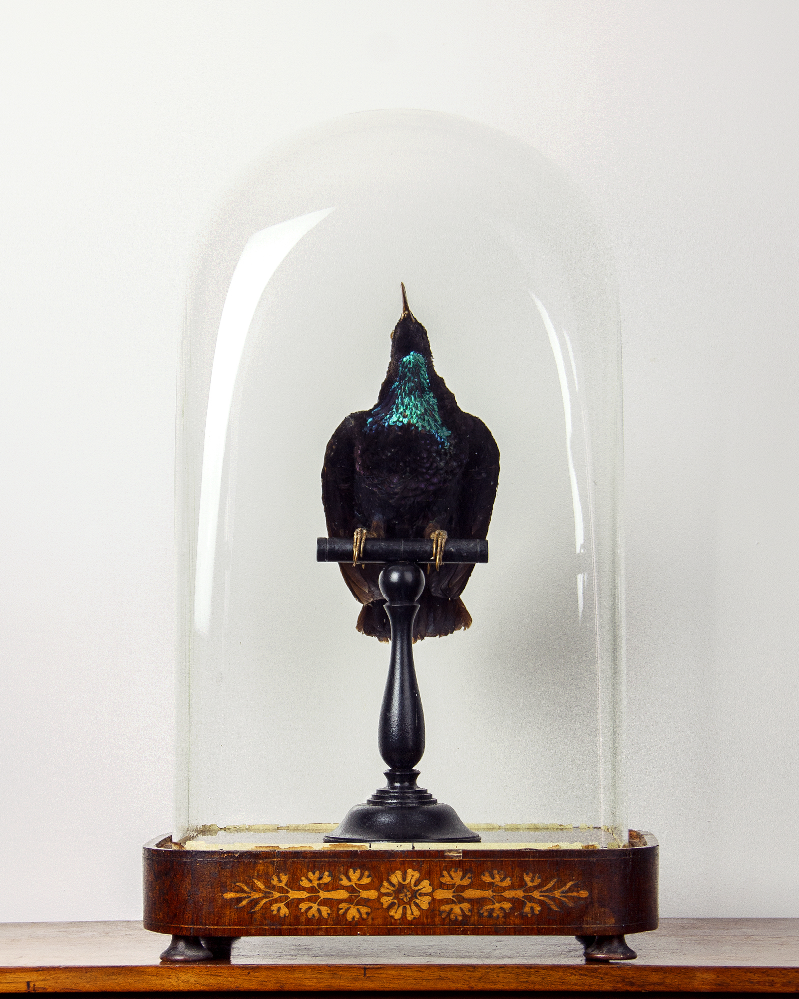 Taxidermy. A Paradise Rifle Bird