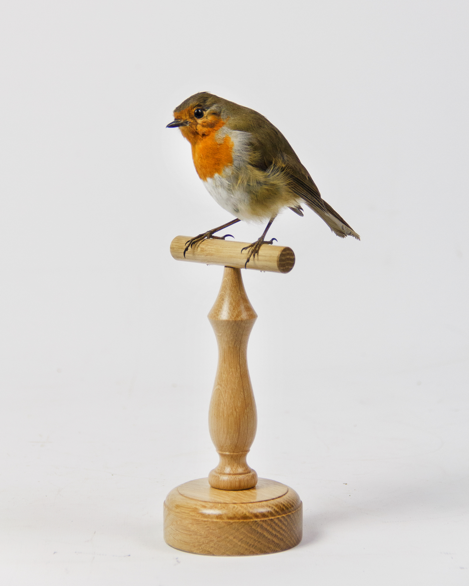Taxidermy Robin
