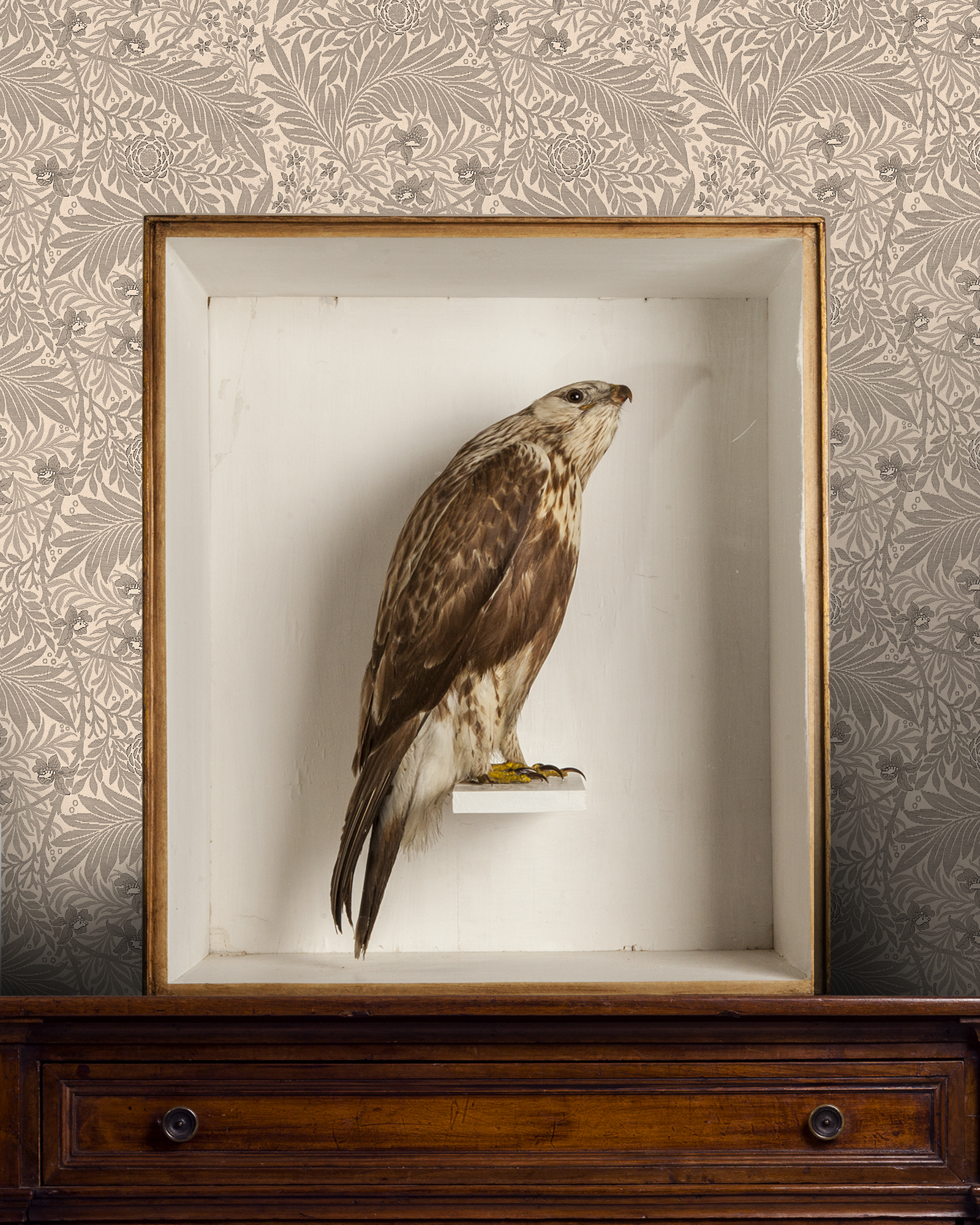 19th century Rough legged buzzard by Joseph Cullingford