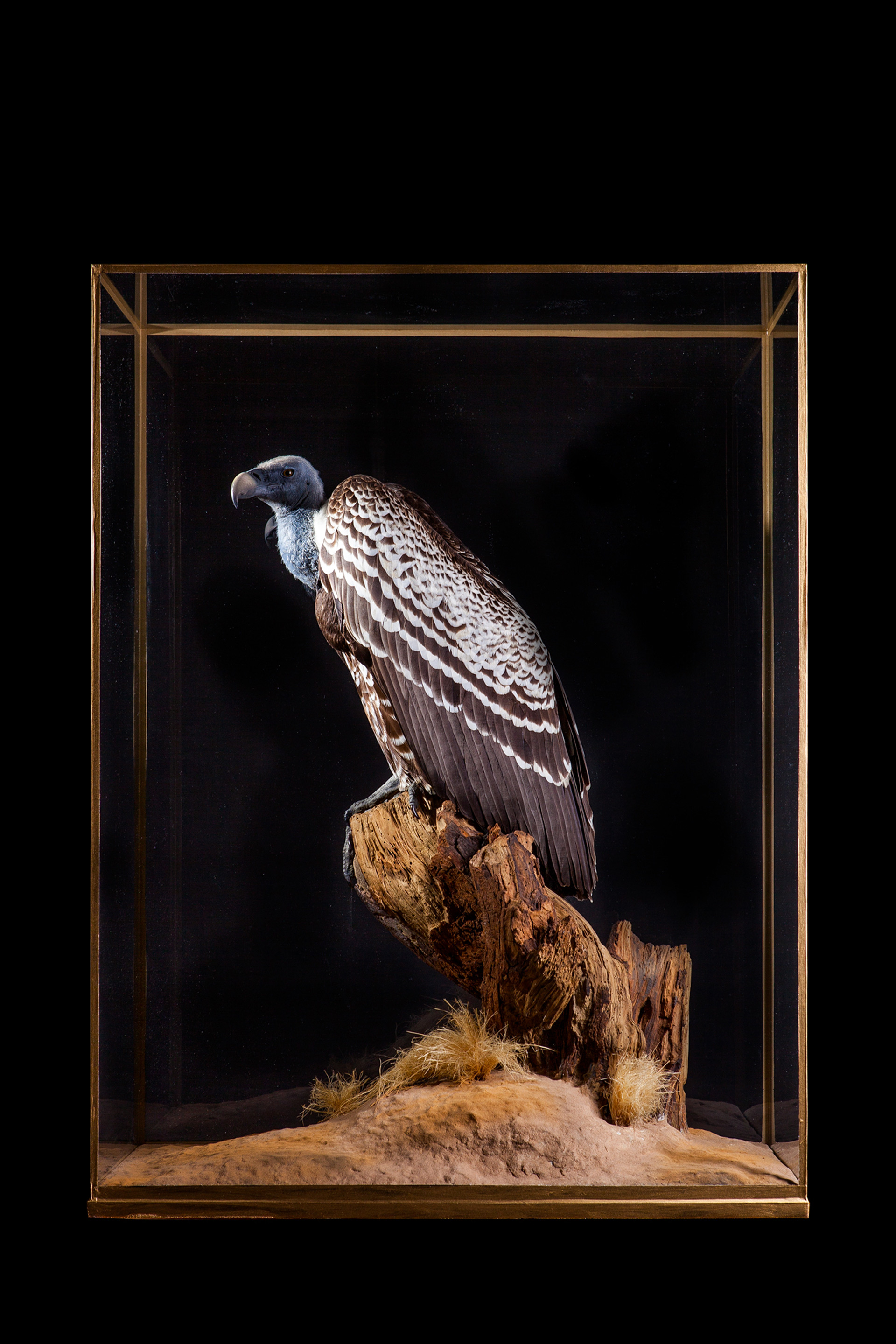 Rupell's vulture