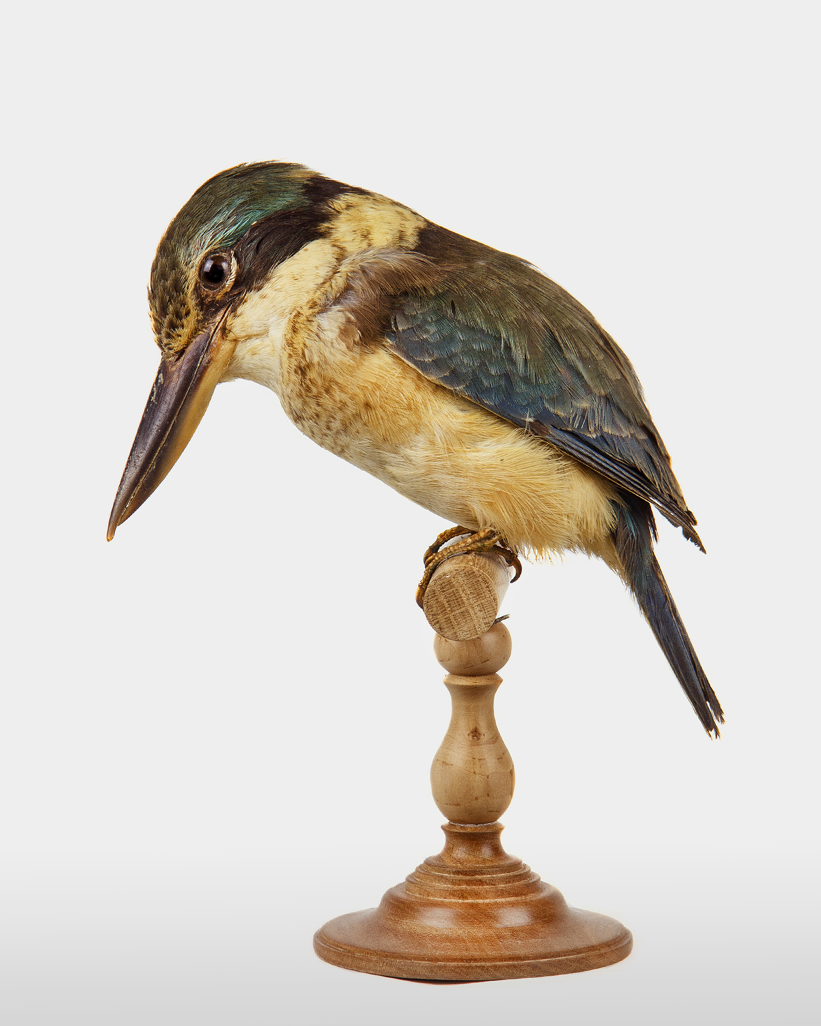Sacred Kingfisher